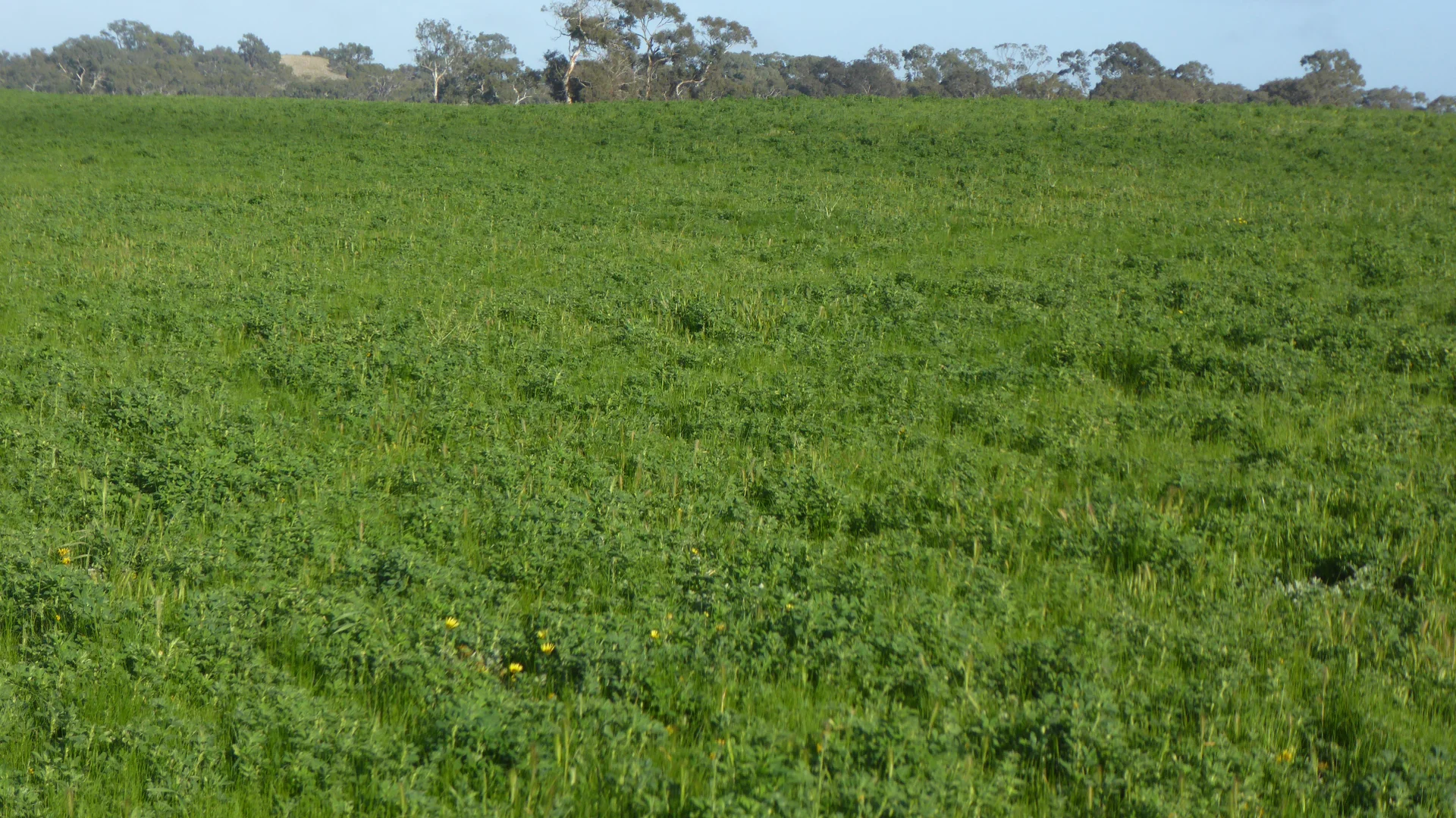 Additional image 12 of "Wyruna" 2989 Naracoorte Road, Western Flat SA 5268