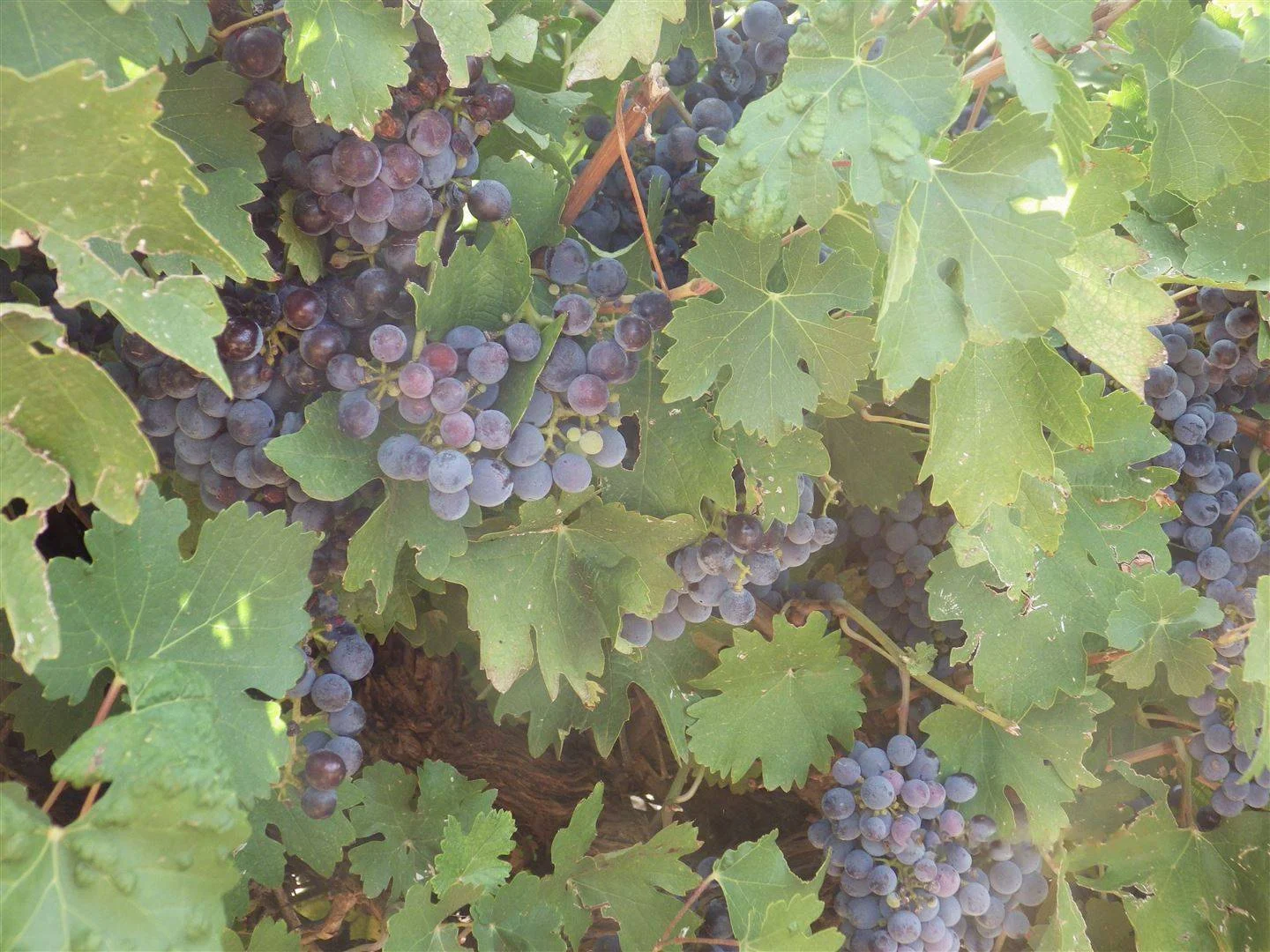 Additional image 10 of Lot 1 & 2 Government Road, Renmark SA 5341