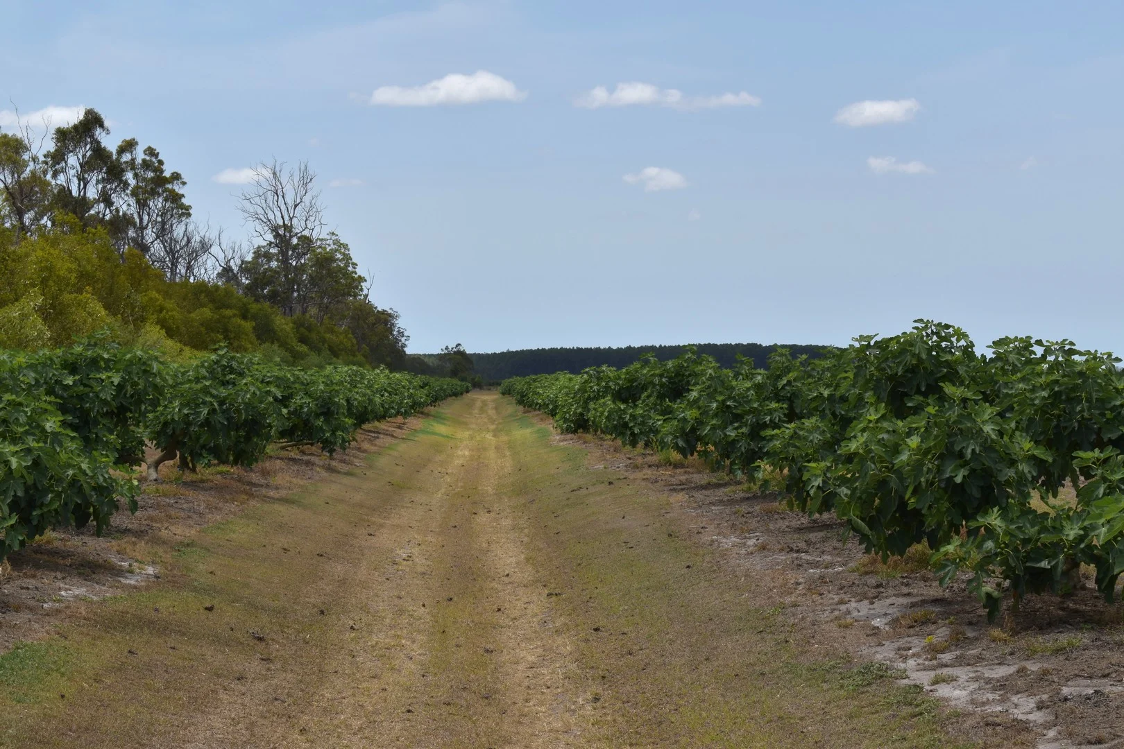 135 Newlands Road, North Gregory QLD 4660