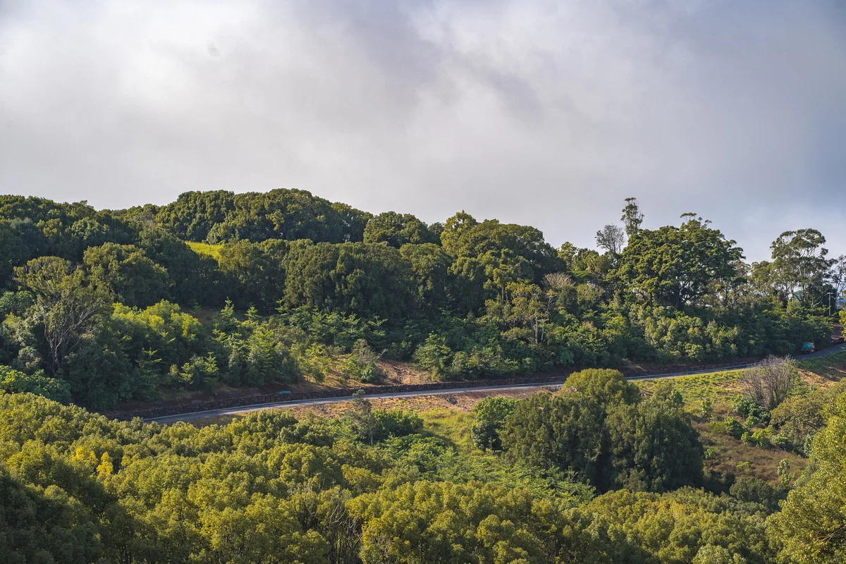 Additional image 12 of 400 Coorabell Road, Coorabell NSW 2479