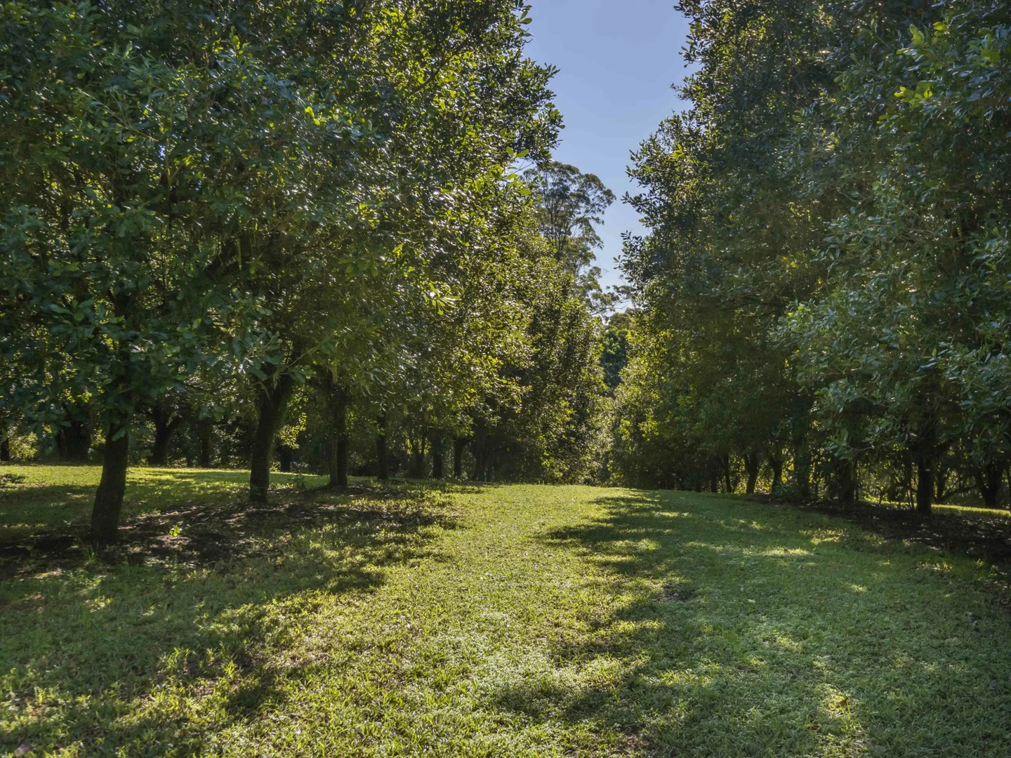 Additional image 29 of 710 Cowlong Road, Eltham NSW 2480