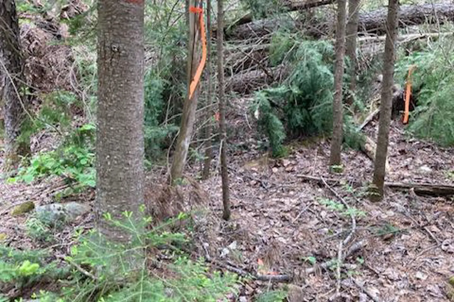 Additional image 3 of Lot 28 Concession 11