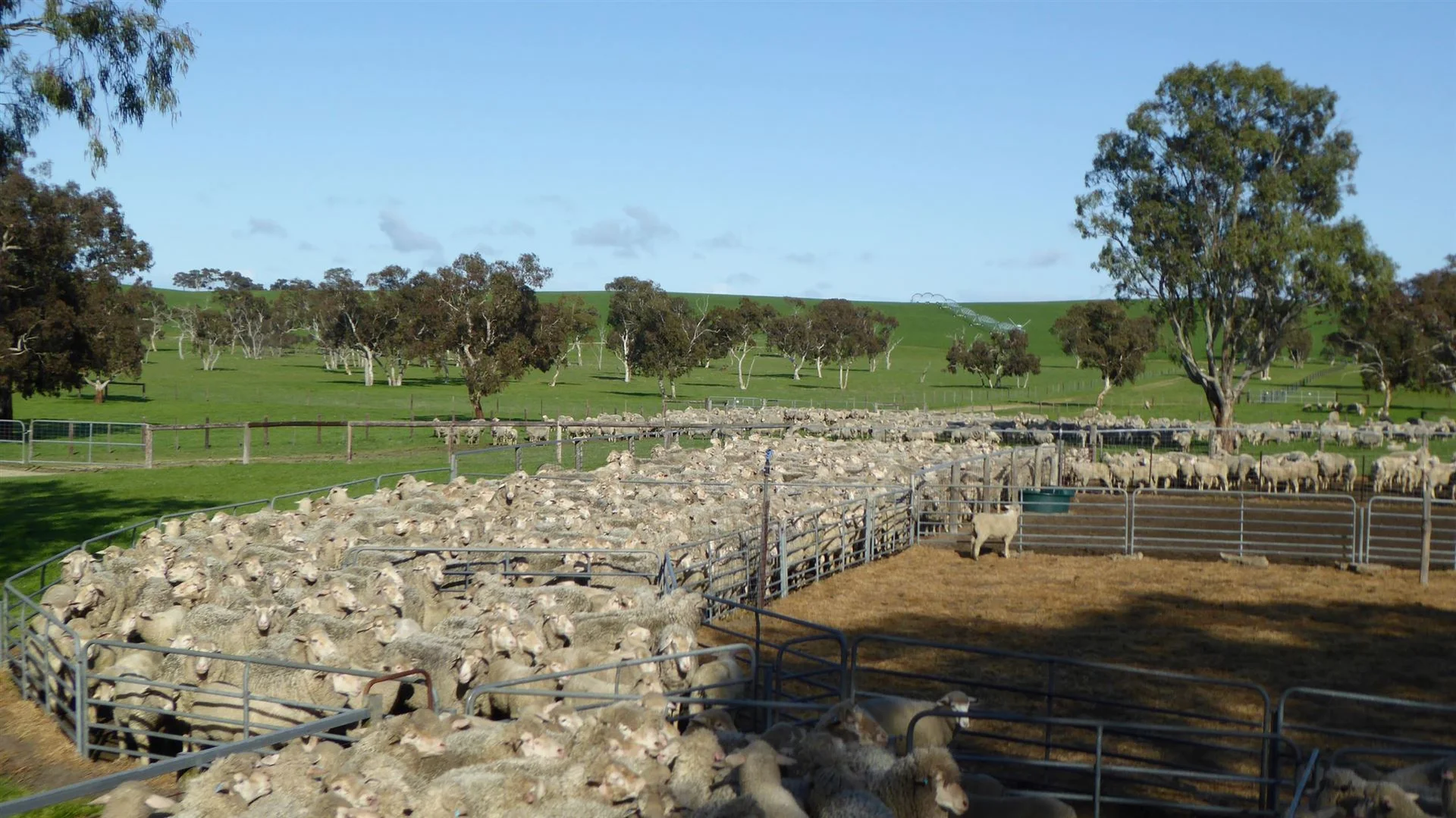 Additional image 21 of 2606 Riddoch Highway, Keith SA 5267