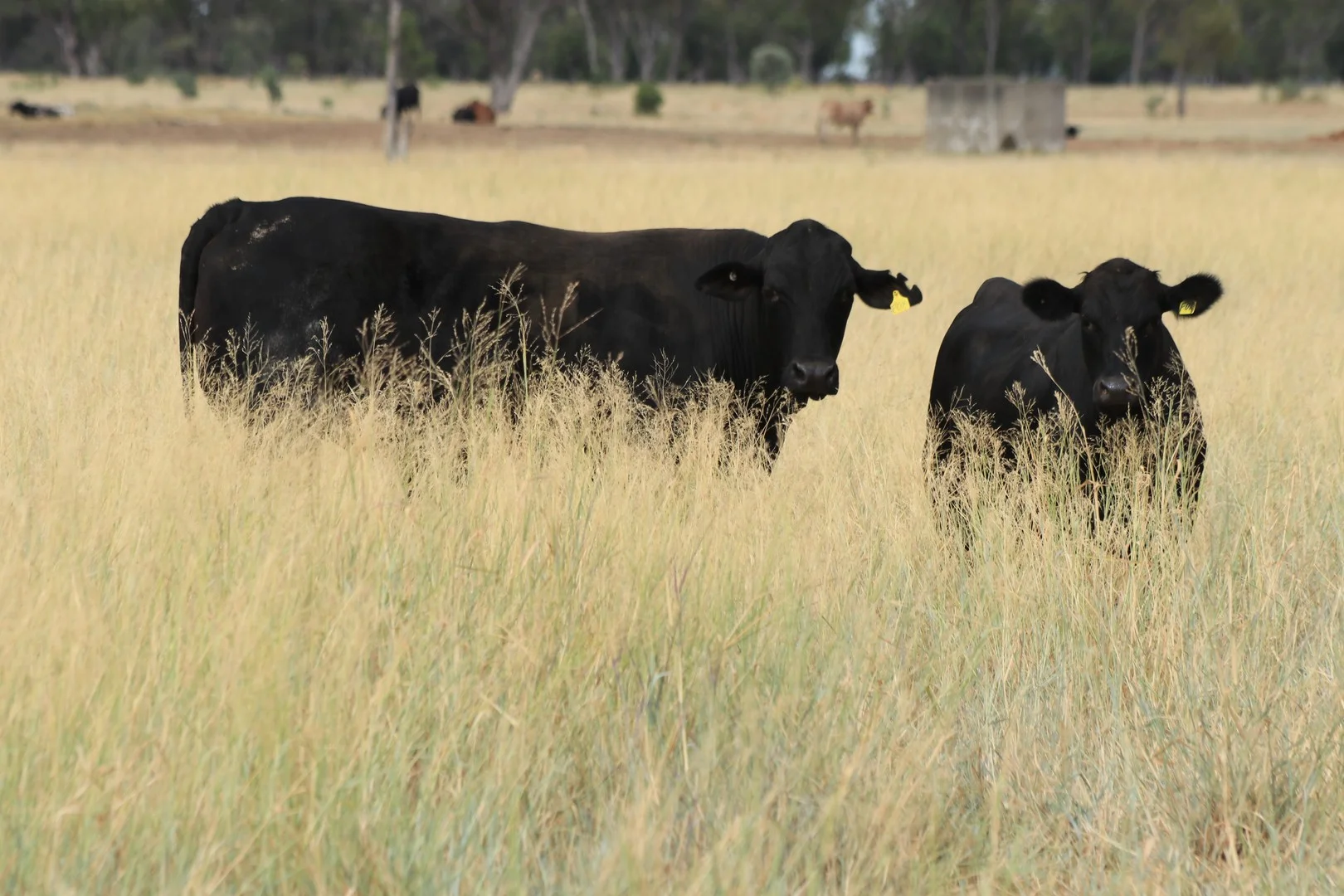 Additional image 2 of 13724 Mitchell - St George Rd, St George QLD 4487