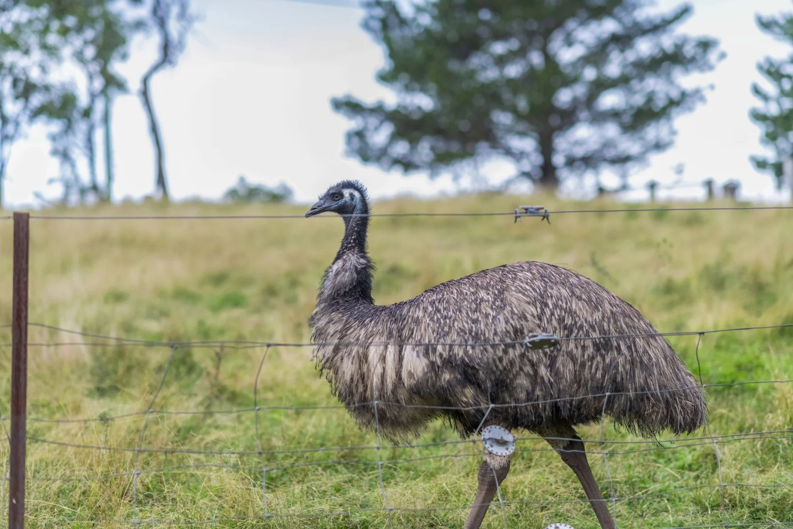 Additional image 23 of 149 Eastview Drive, Orangeville NSW 2570