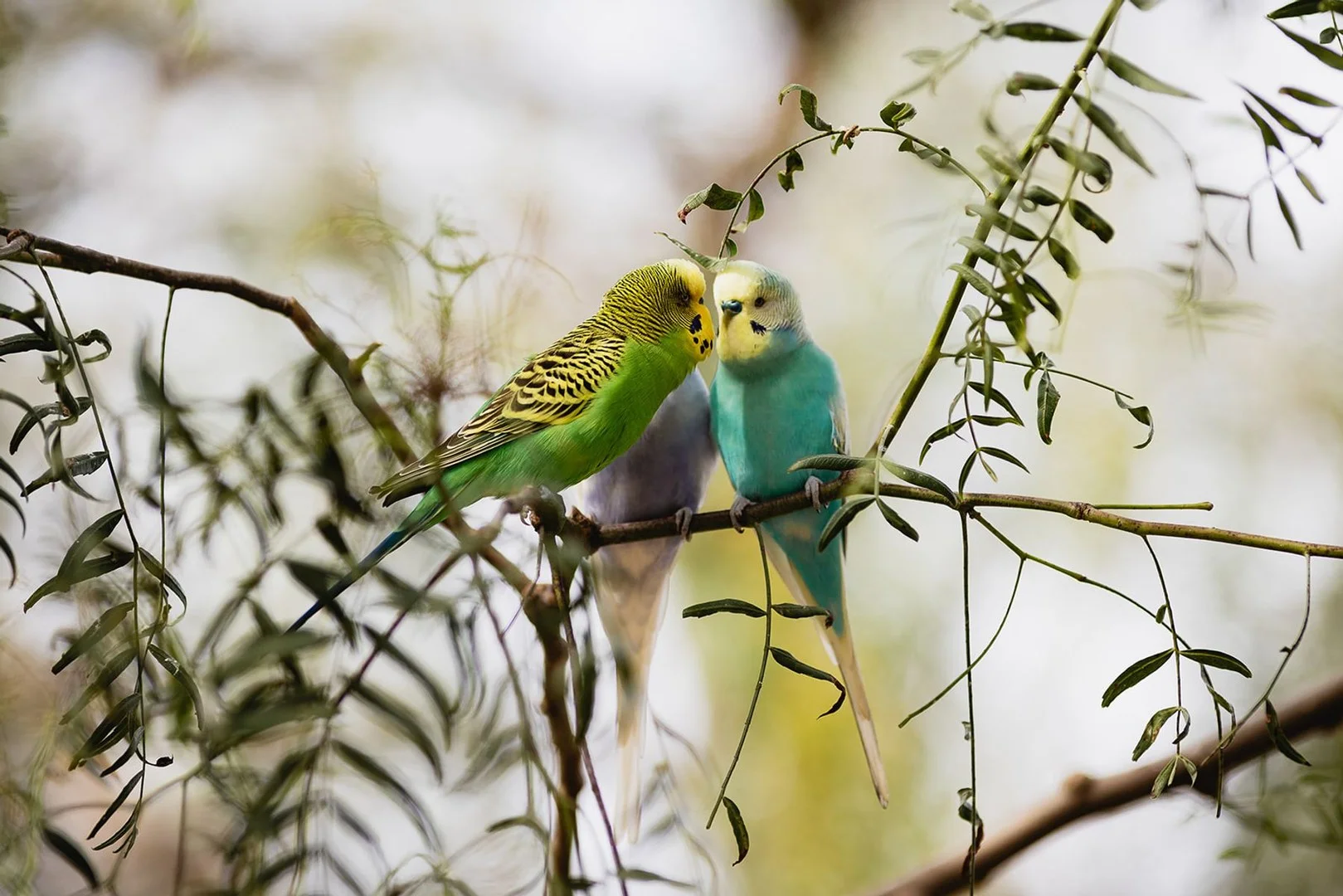 Additional image 5 of Lot 5/735 McIvor Highway, Junortoun VIC 3551