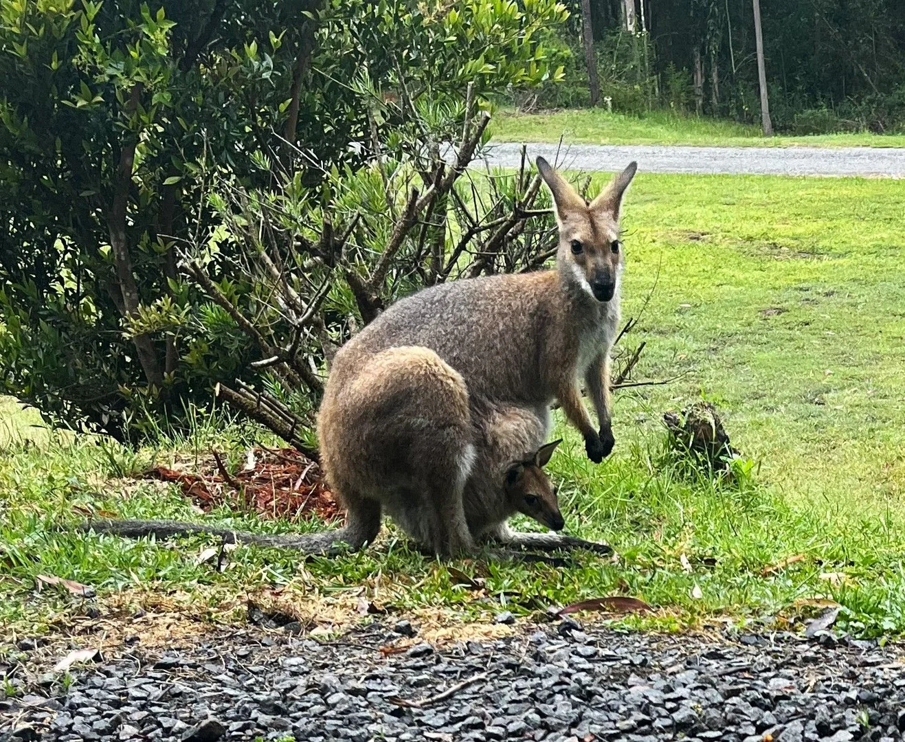 Additional image 13 of Lot 11/1361 Ebsworth Road, Booral NSW 2425