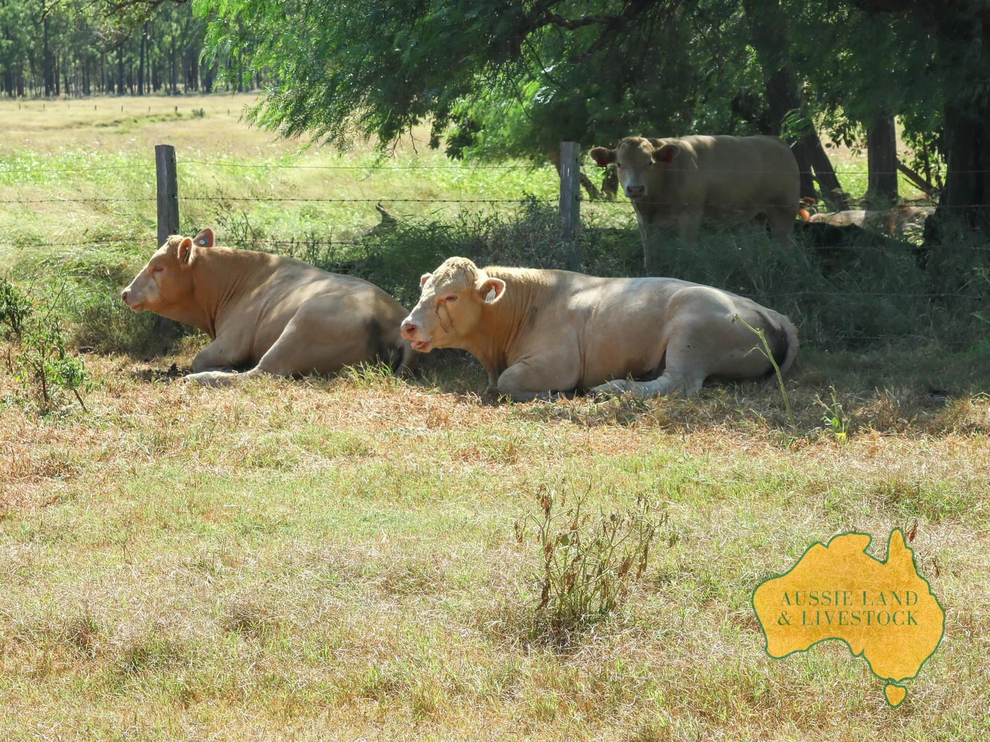 Additional image 81 of 629 Stuart Valley Drive, Haly Creek QLD 4610