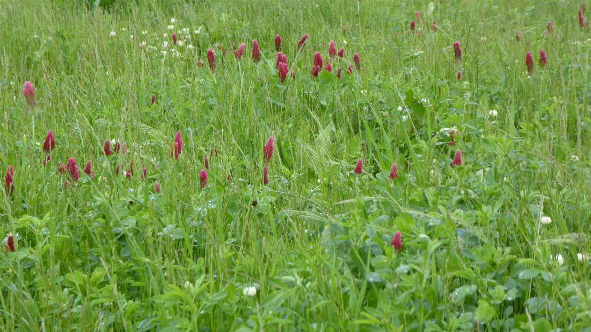 Additional image 11 of 2606 Riddoch Highway, Keith SA 5267