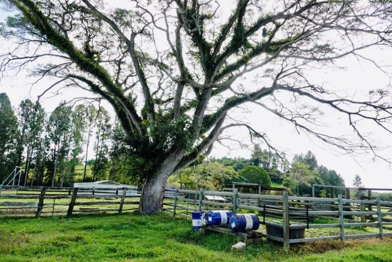 Additional image 4 of 1297 Mossman-Mount Molloy Road, Julatten QLD 4871