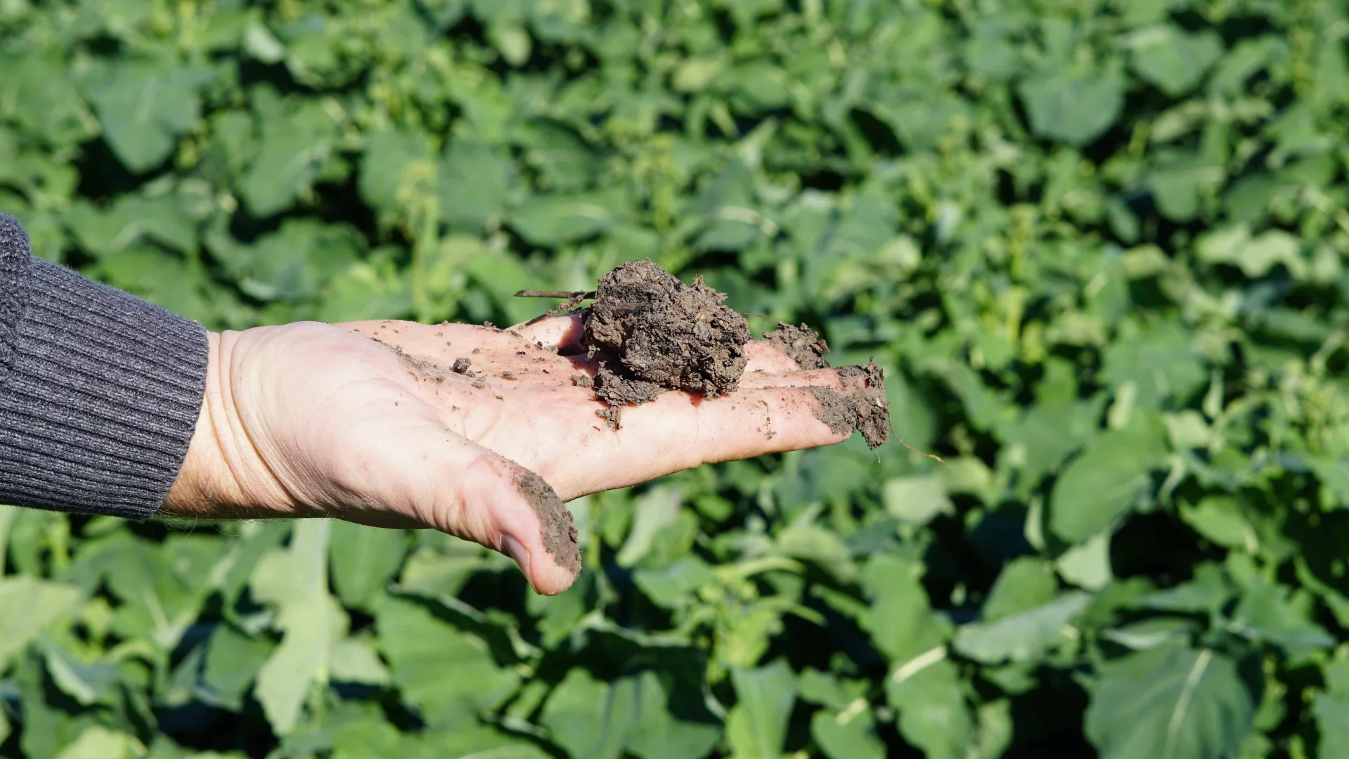 Additional image 7 of 'Williams Crossing' 139 Harris Lane, Quandialla NSW 2721