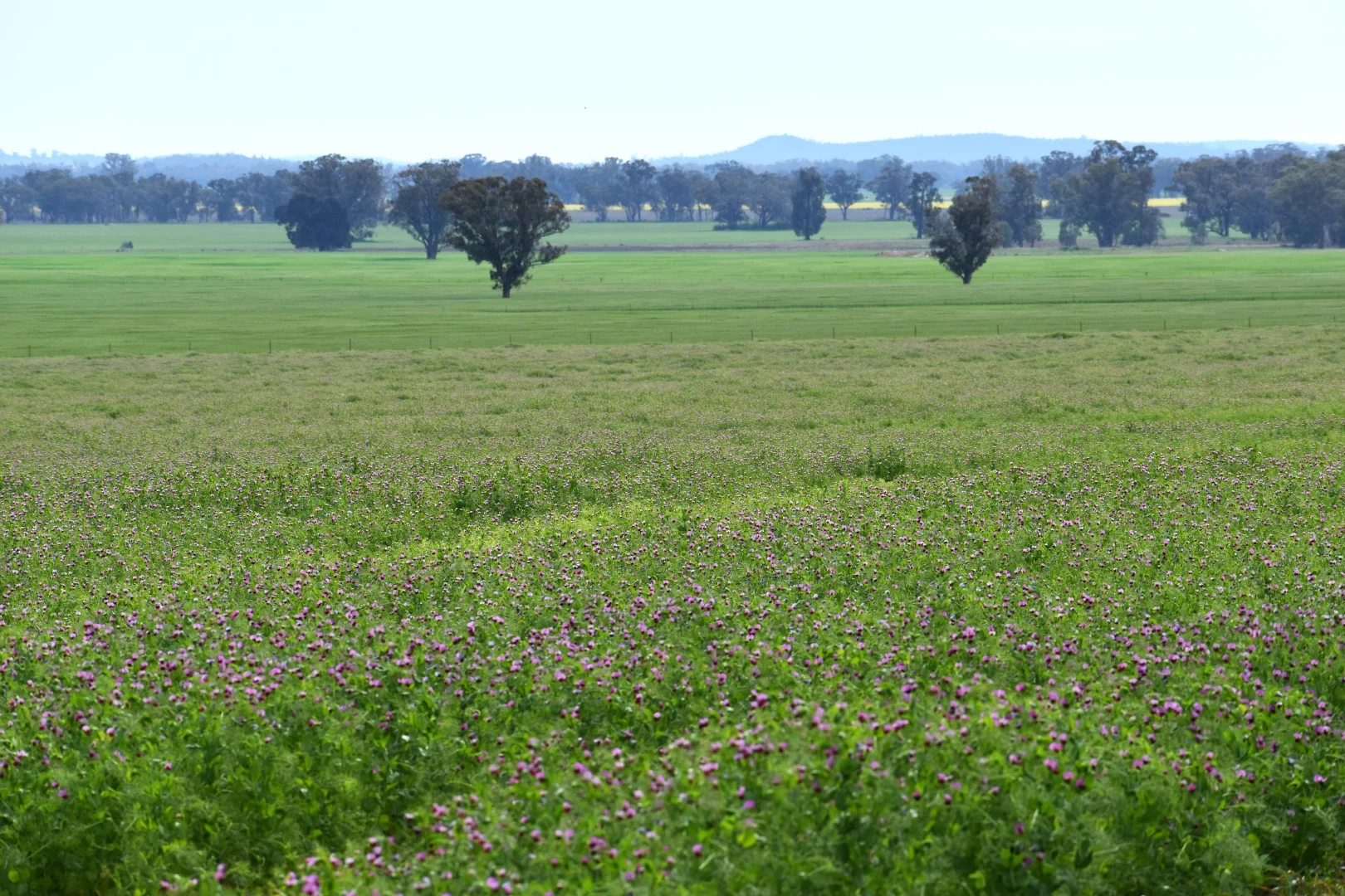 Additional image 4 of "Ben Hall Park" Yarrangong Road, Forbes NSW 2871
