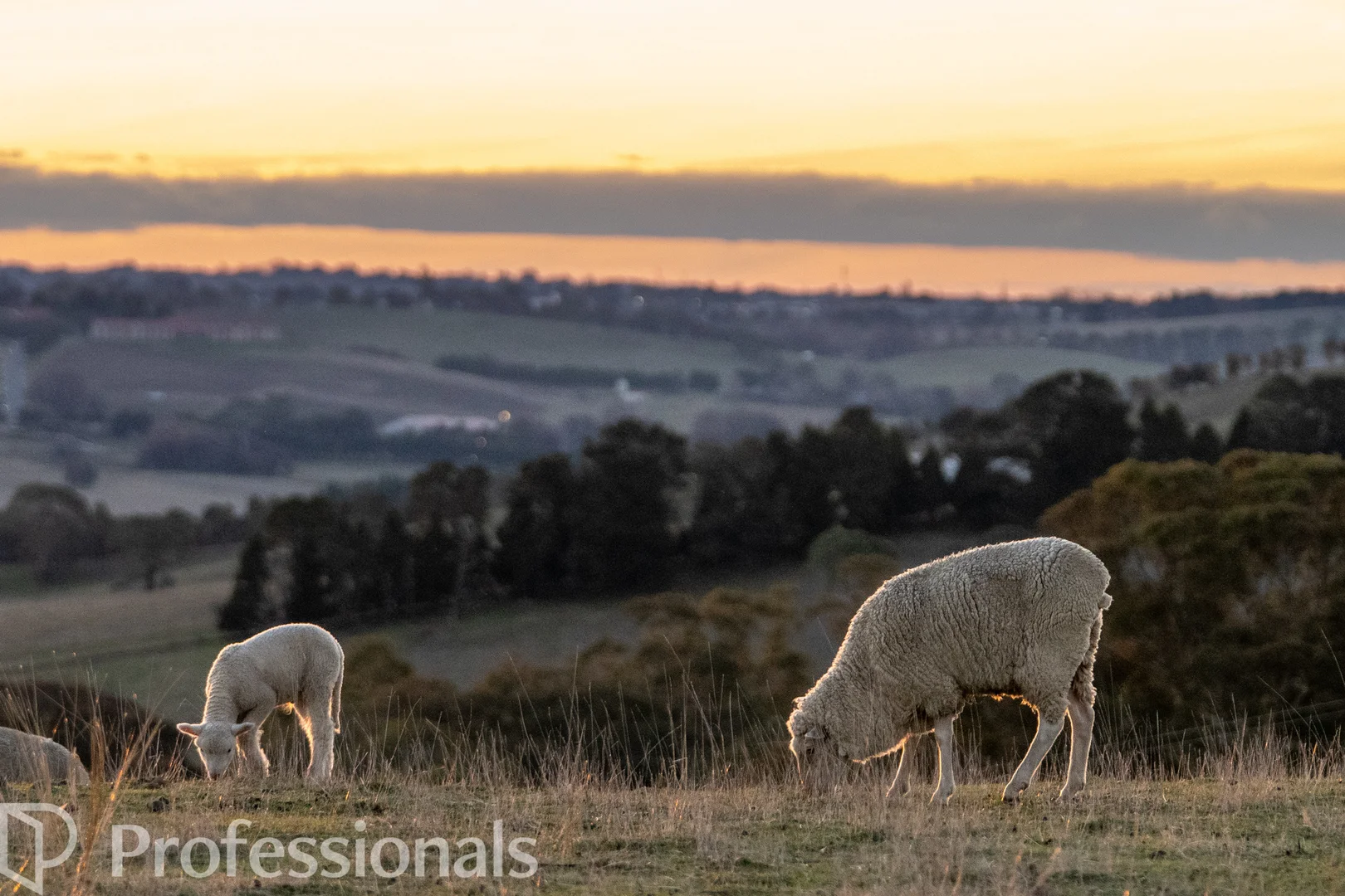 Additional image 34 of 174 Emu Swamp Road, Orange NSW 2800