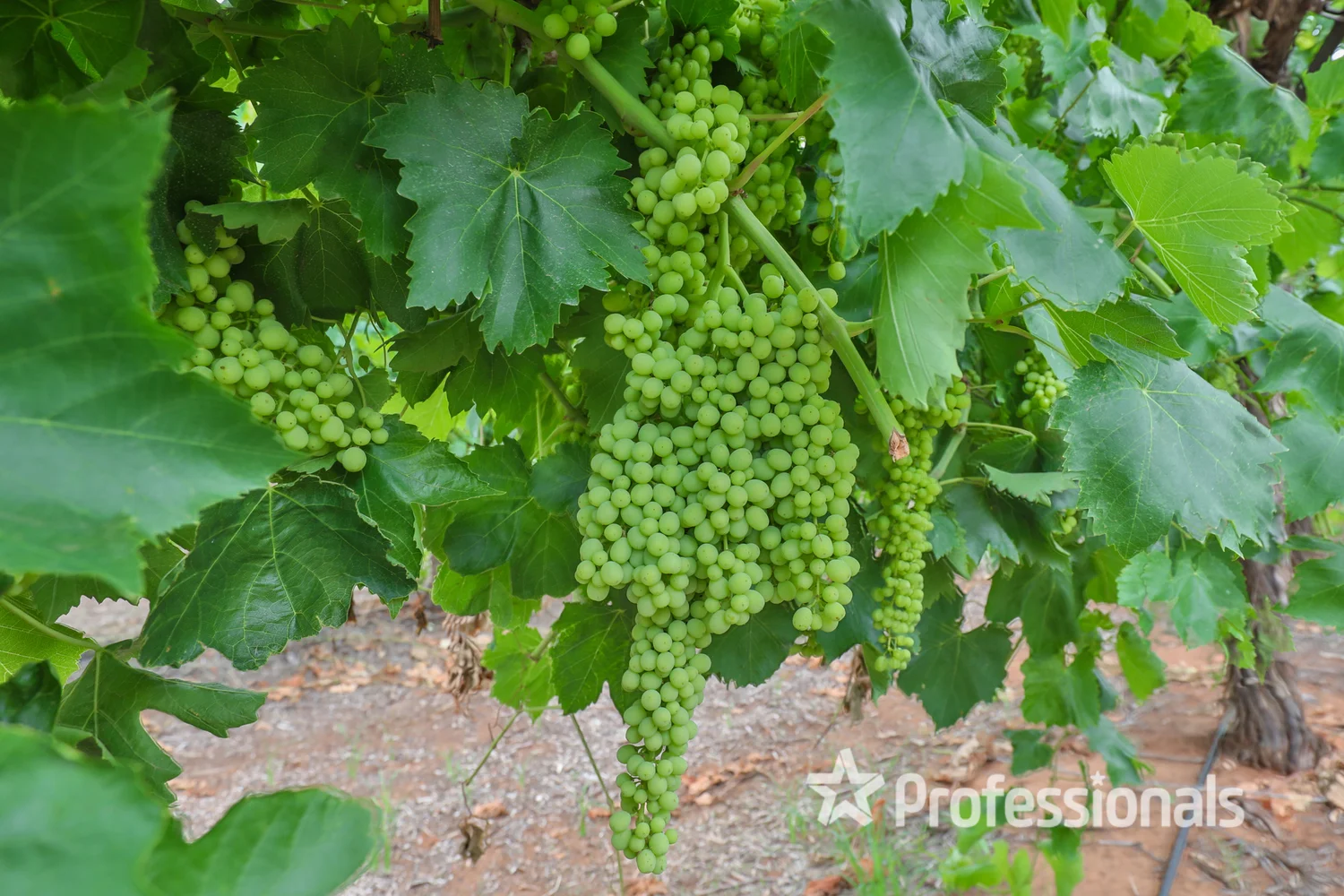 Additional image 7 of 386 Westcliffs Avenue, Cardross VIC 3496