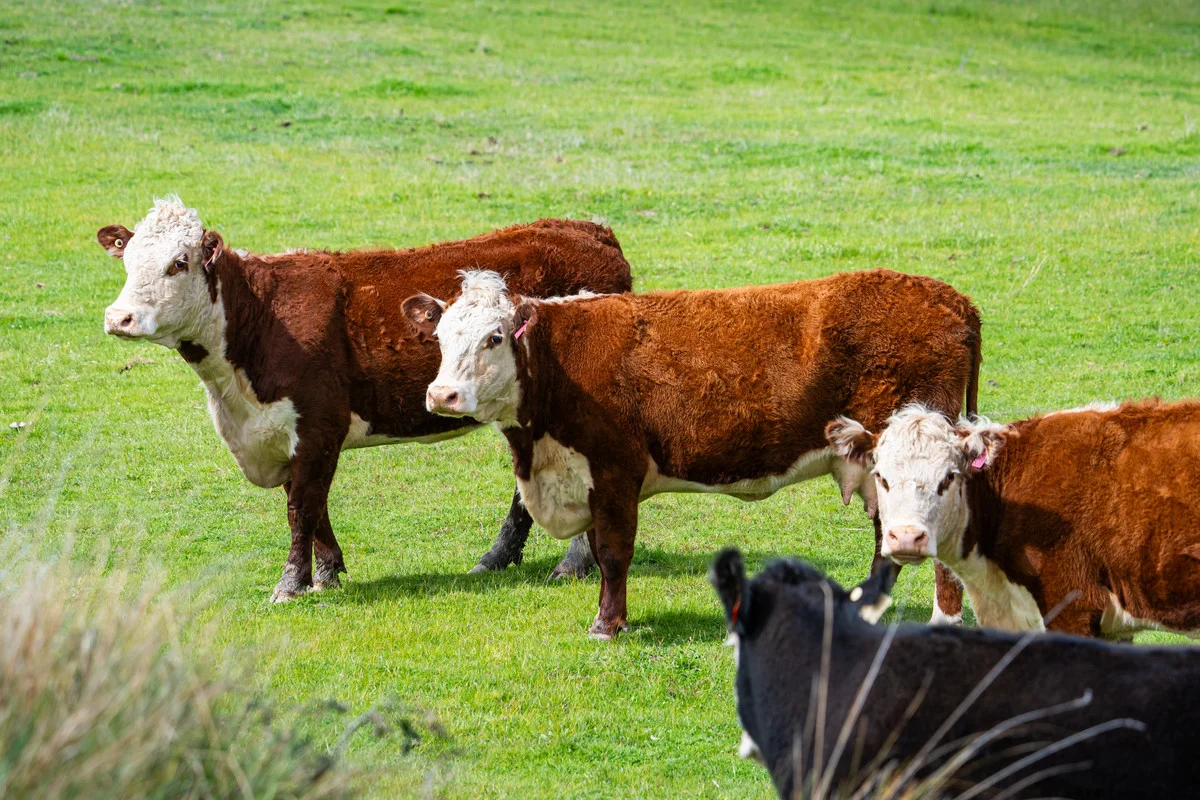 Additional image 16 of 2 Hibbersons Road, Tallangatta South VIC 3701