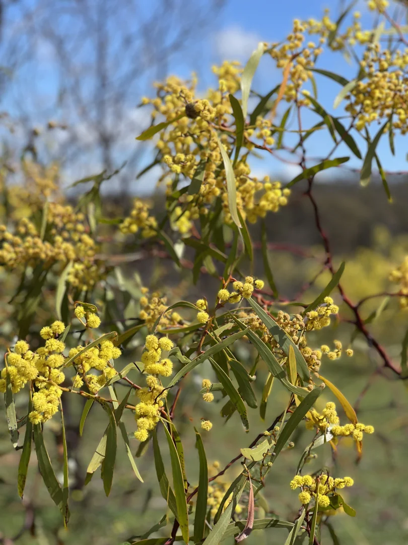 Additional image 22 of 6803 Calder Highway, Wedderburn VIC 3518