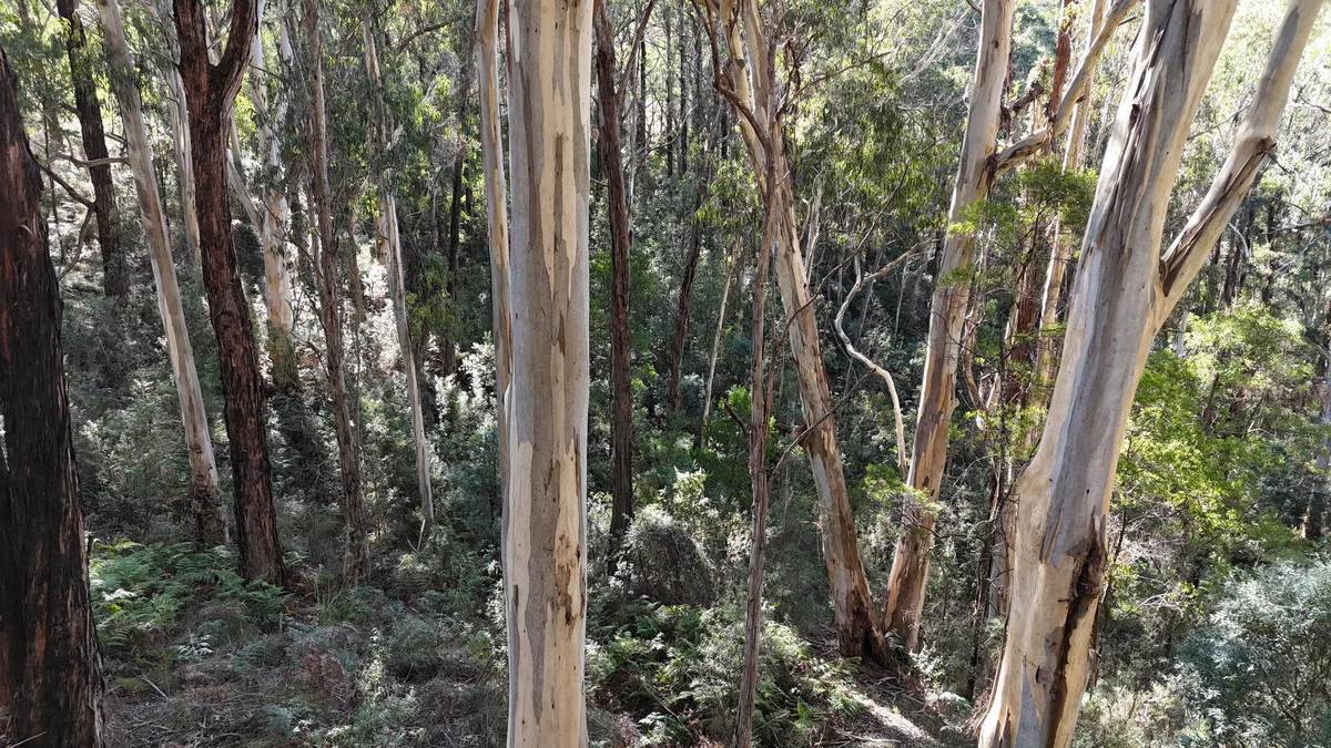 Additional image 20 of 318 Old Ocean Road, Glenaire VIC 3238