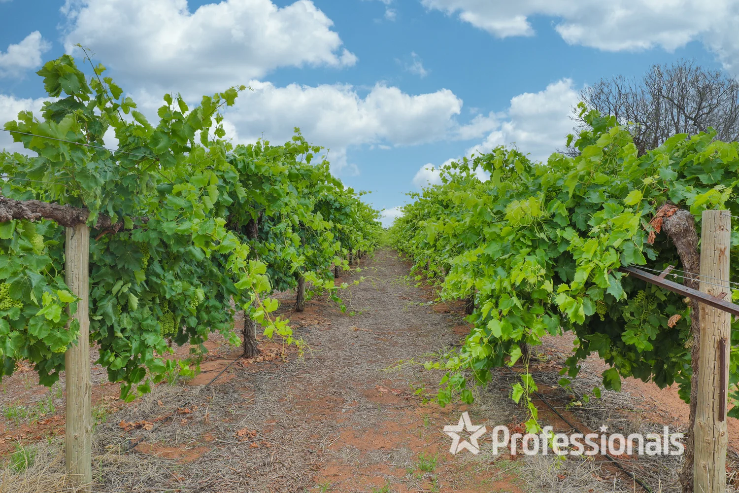 Additional image 5 of 386 Westcliffs Avenue, Cardross VIC 3496