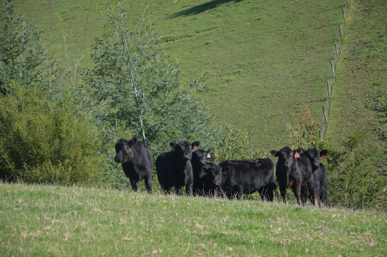 Additional image 21 of 55 Michie Road, Krowera VIC 3945