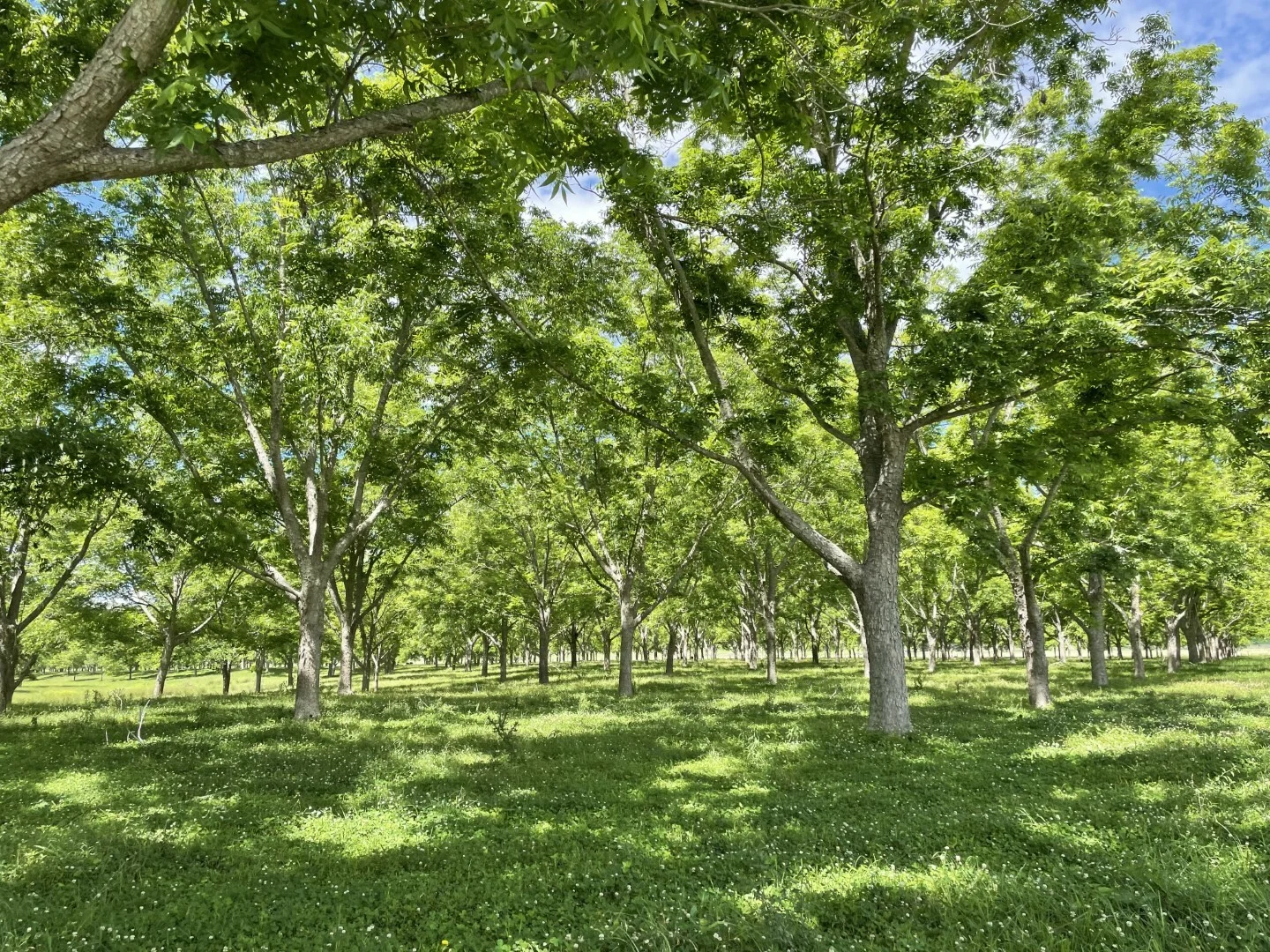 Additional image 23 of 139 Homestead Road, Kyogle NSW 2474