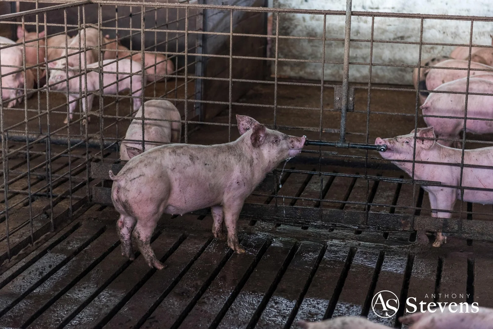 Additional image 9 of 499 Old Wedderburn Road, Slaty Creek VIC 3477