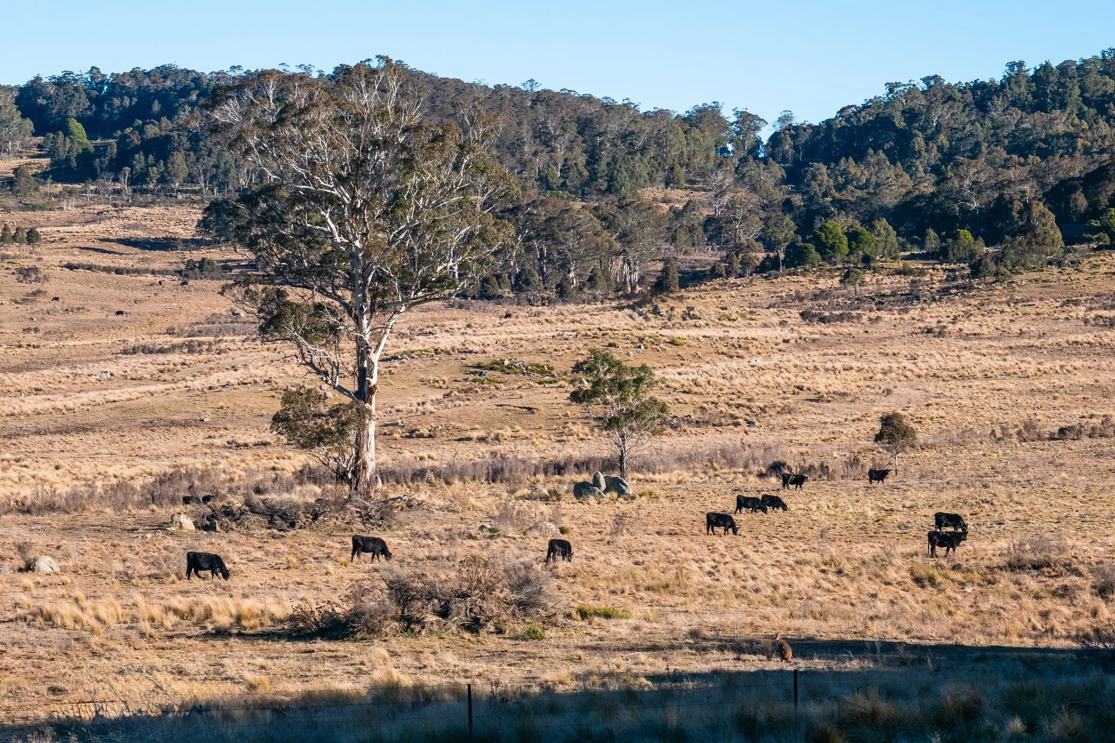 1974 Tuross Road, Kybeyan NSW 2631