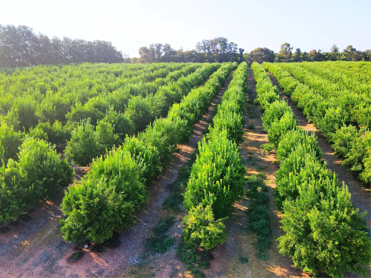 Additional image 5 of Lot 1 & 2 Government Road, Renmark SA 5341