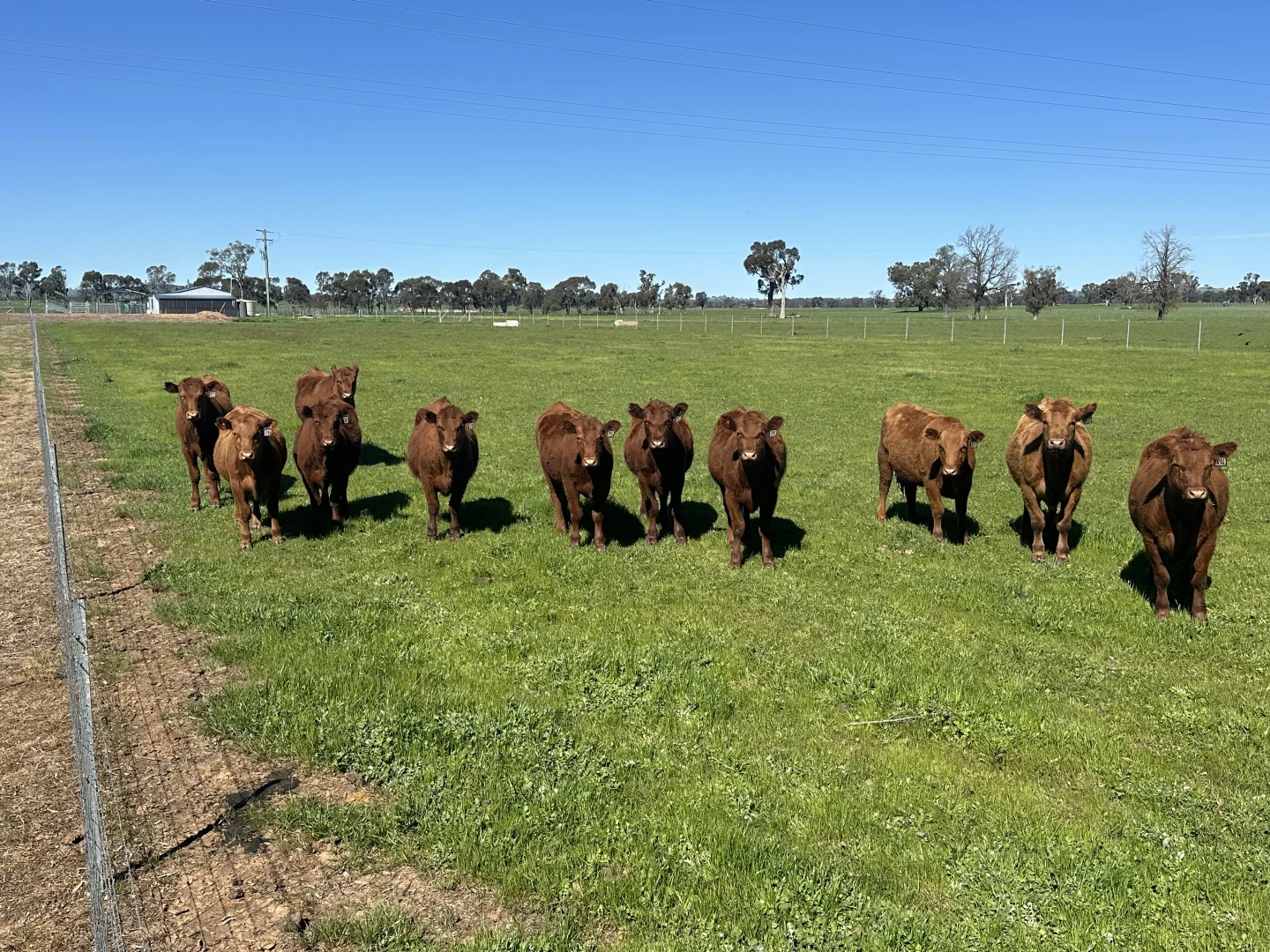 Additional image 5 of 4332 Olympic Highway, Henty NSW 2658