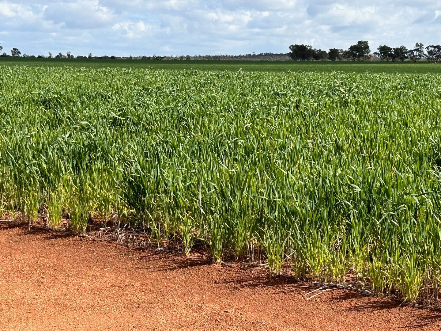 Lot 801 Carnamah - Perenjori Road, Carnamah WA 6517