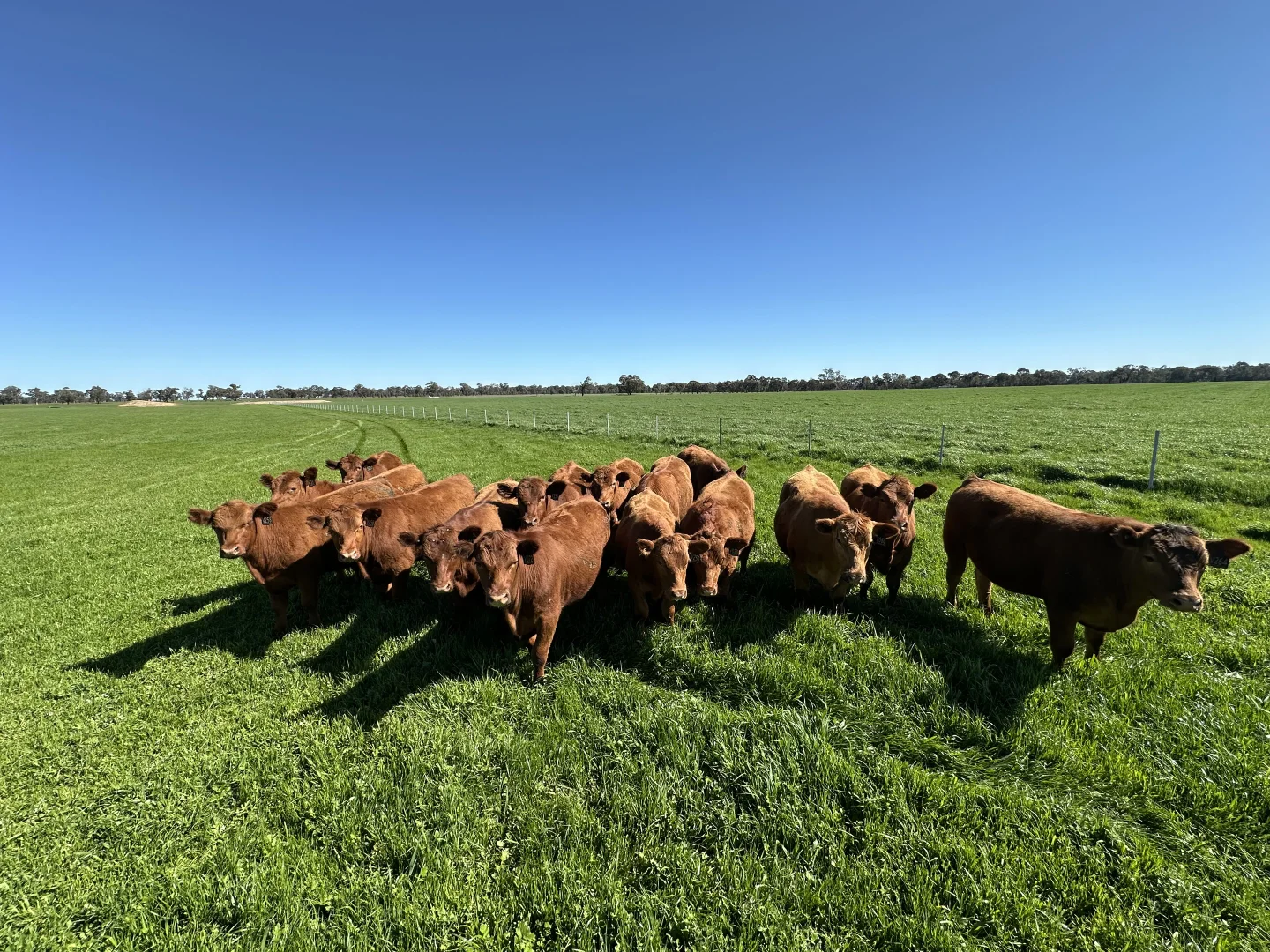 Additional image 4 of 4332 Olympic Highway, Henty NSW 2658