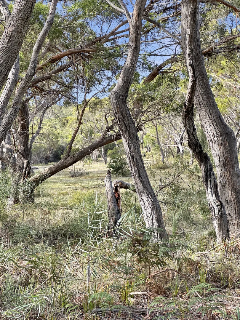 Additional image 29 of 24 Jeanneret Crescent, Binalong Bay TAS 7216