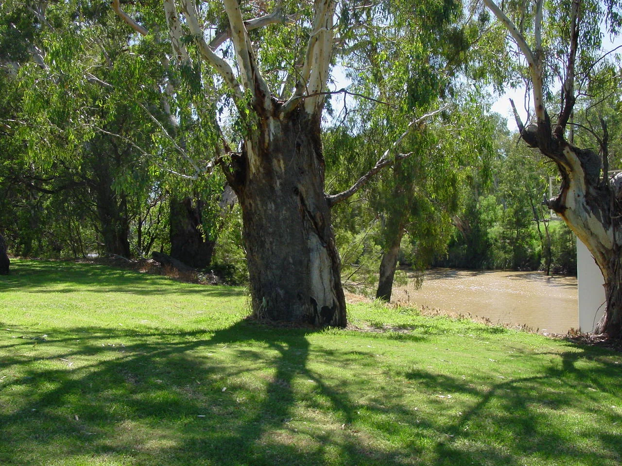 Additional image 5 of Corcoran - Sandalwood Drive, Goondiwindi QLD 4390