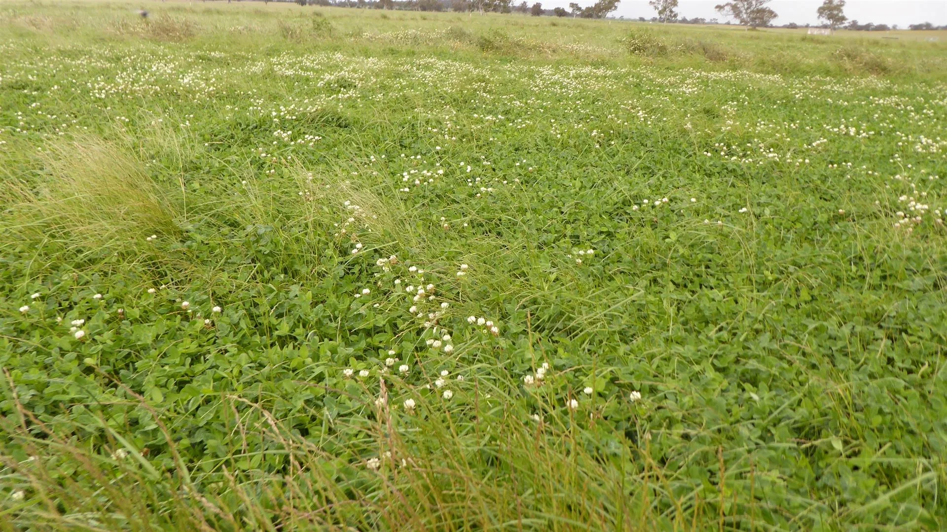 Additional image 18 of 2606 Riddoch Highway, Keith SA 5267