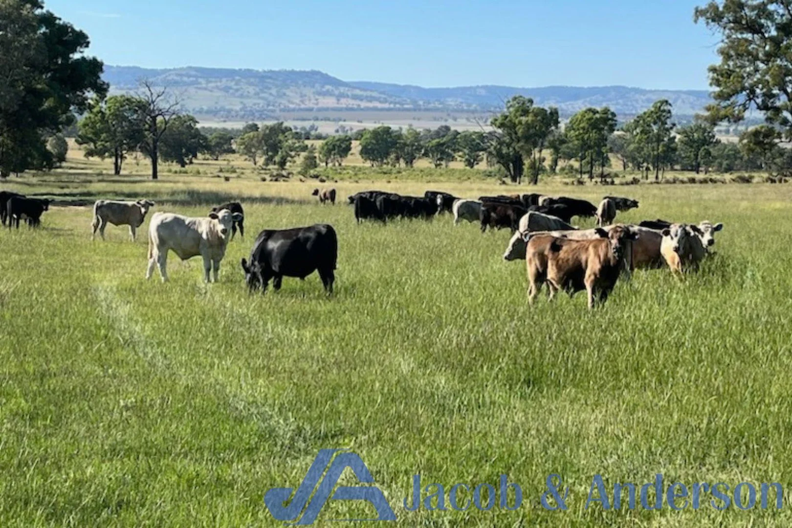 Additional image 30 of 188 Bullarook Road, Coolah NSW 2843