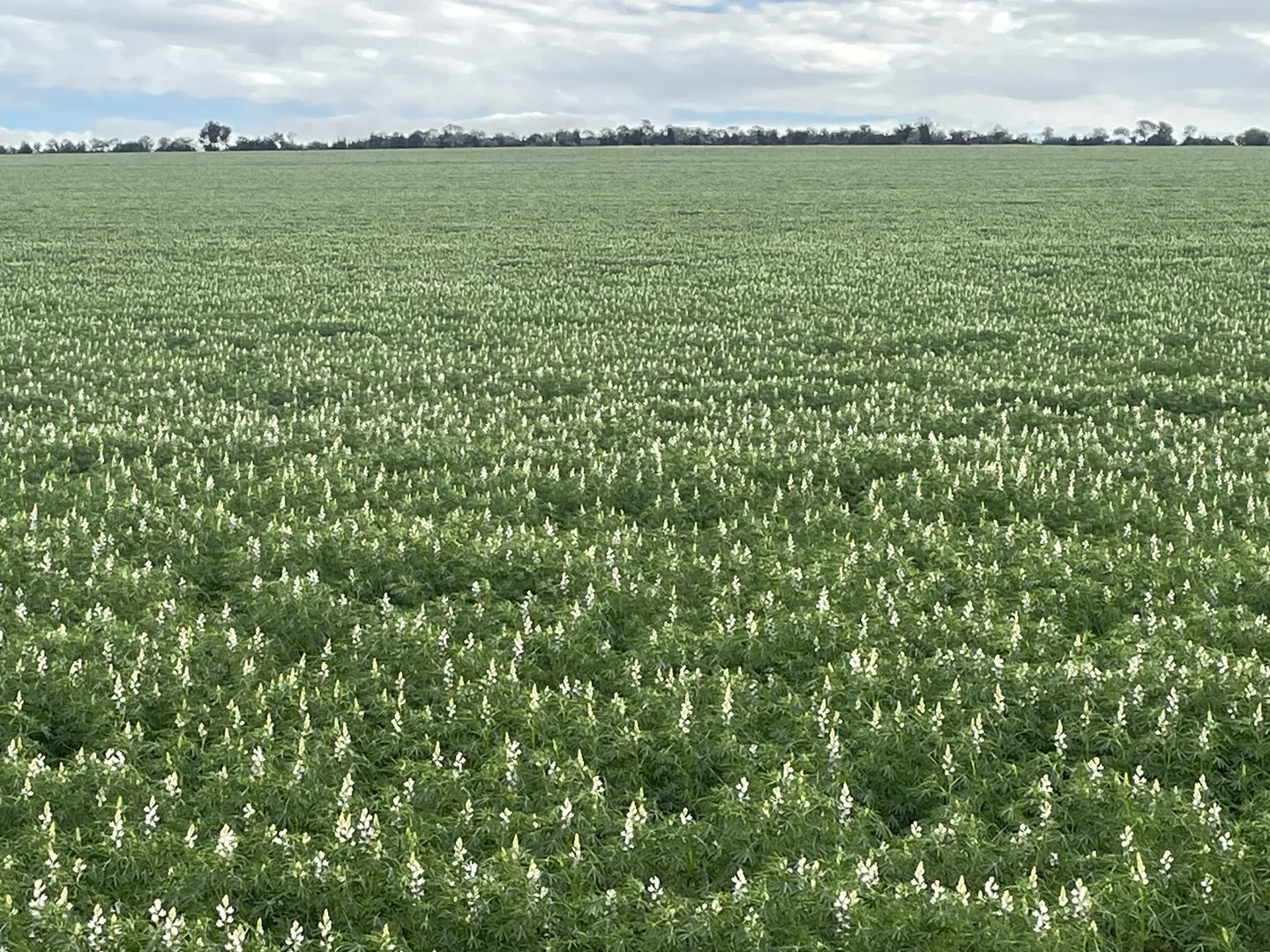 Quairading South Road, Dangin WA 6383