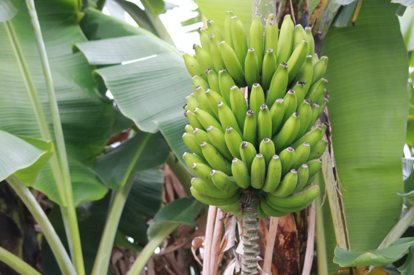 Additional image 35 of 107 Cherry Creek Road, Cherry Creek QLD 4314