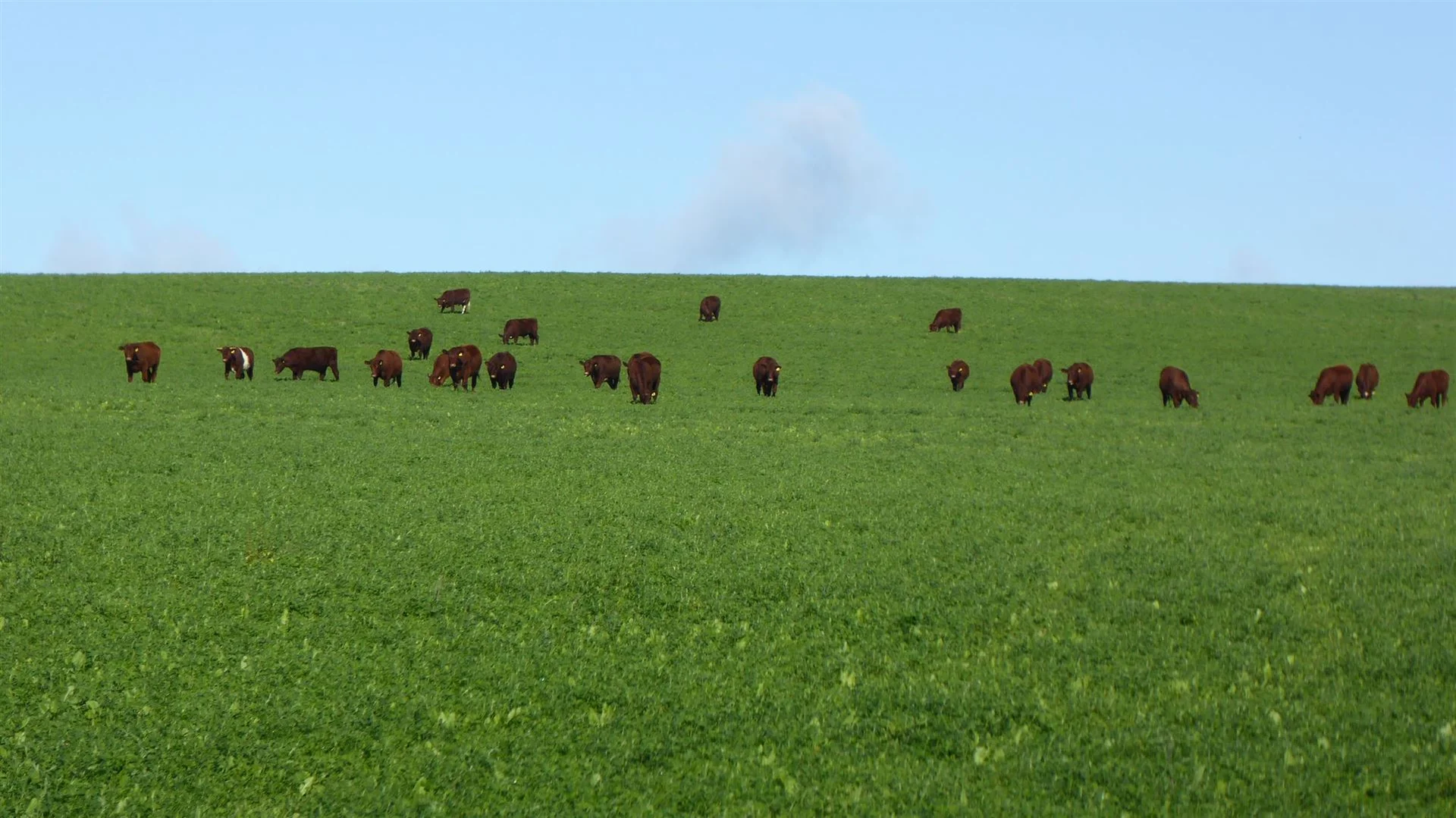 Additional image 19 of 2606 Riddoch Highway, Keith SA 5267