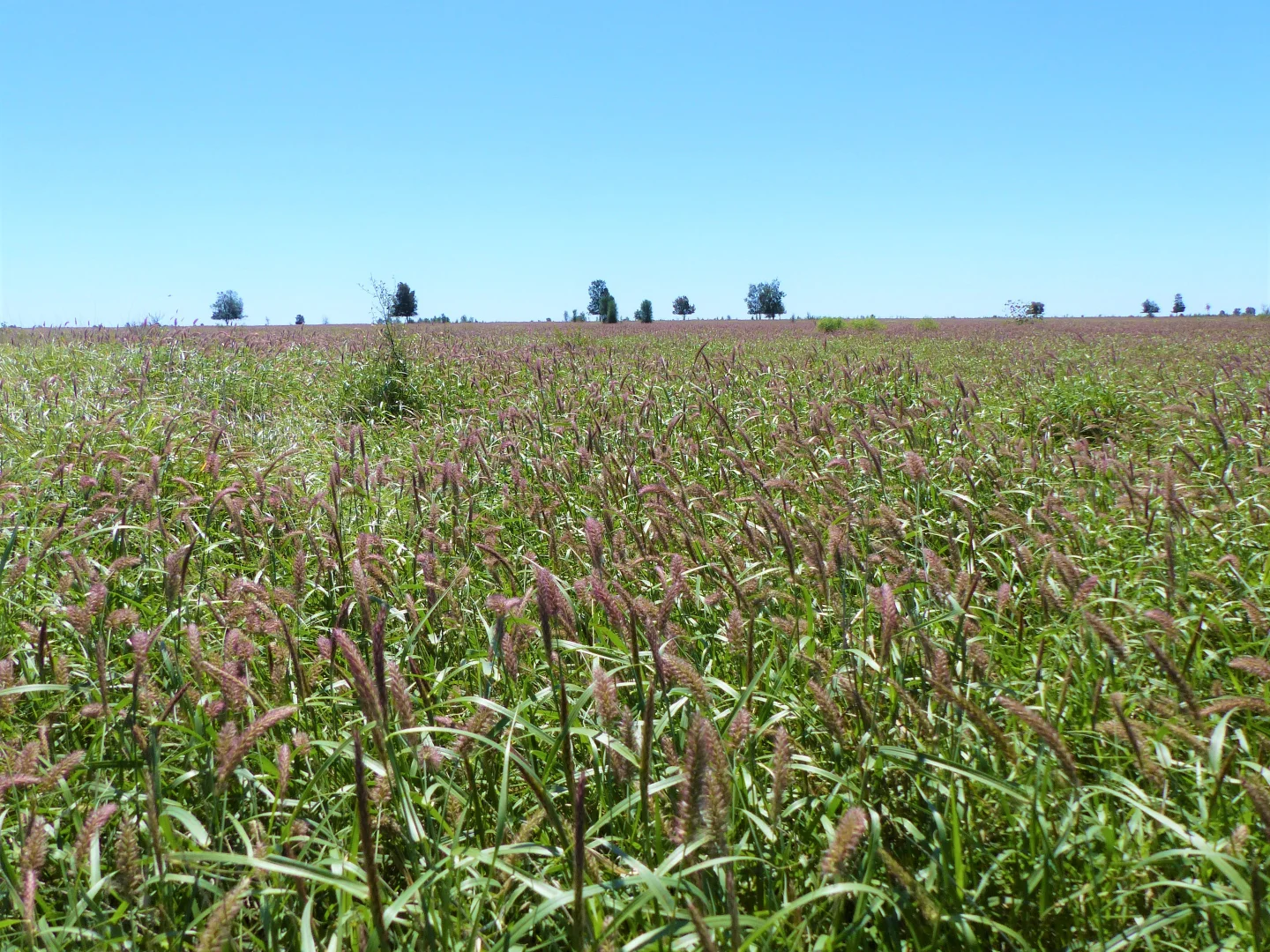 Additional image 2 of "Bonavista" 13724 Mitchell - St George road, Roma QLD 4455