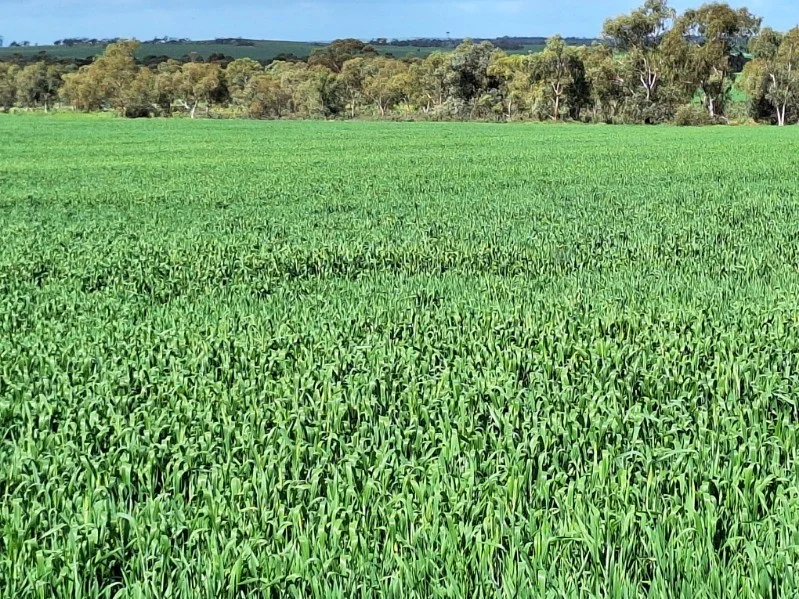 Additional image 8 of Lot 801 Carnamah - Perenjori Road, Carnamah WA 6517