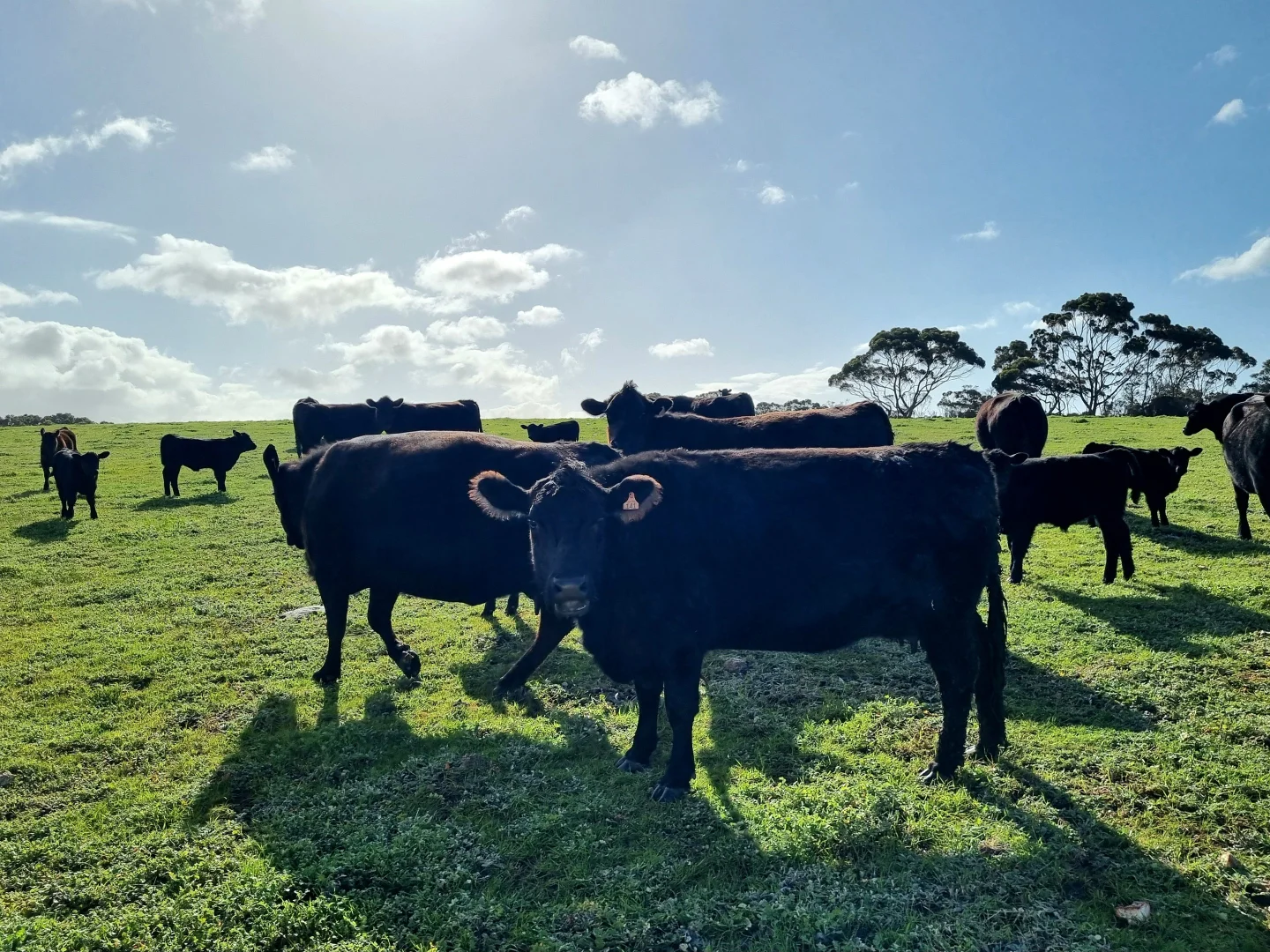 Additional image 6 of 958 Crabbs Road, Newland SA 5223