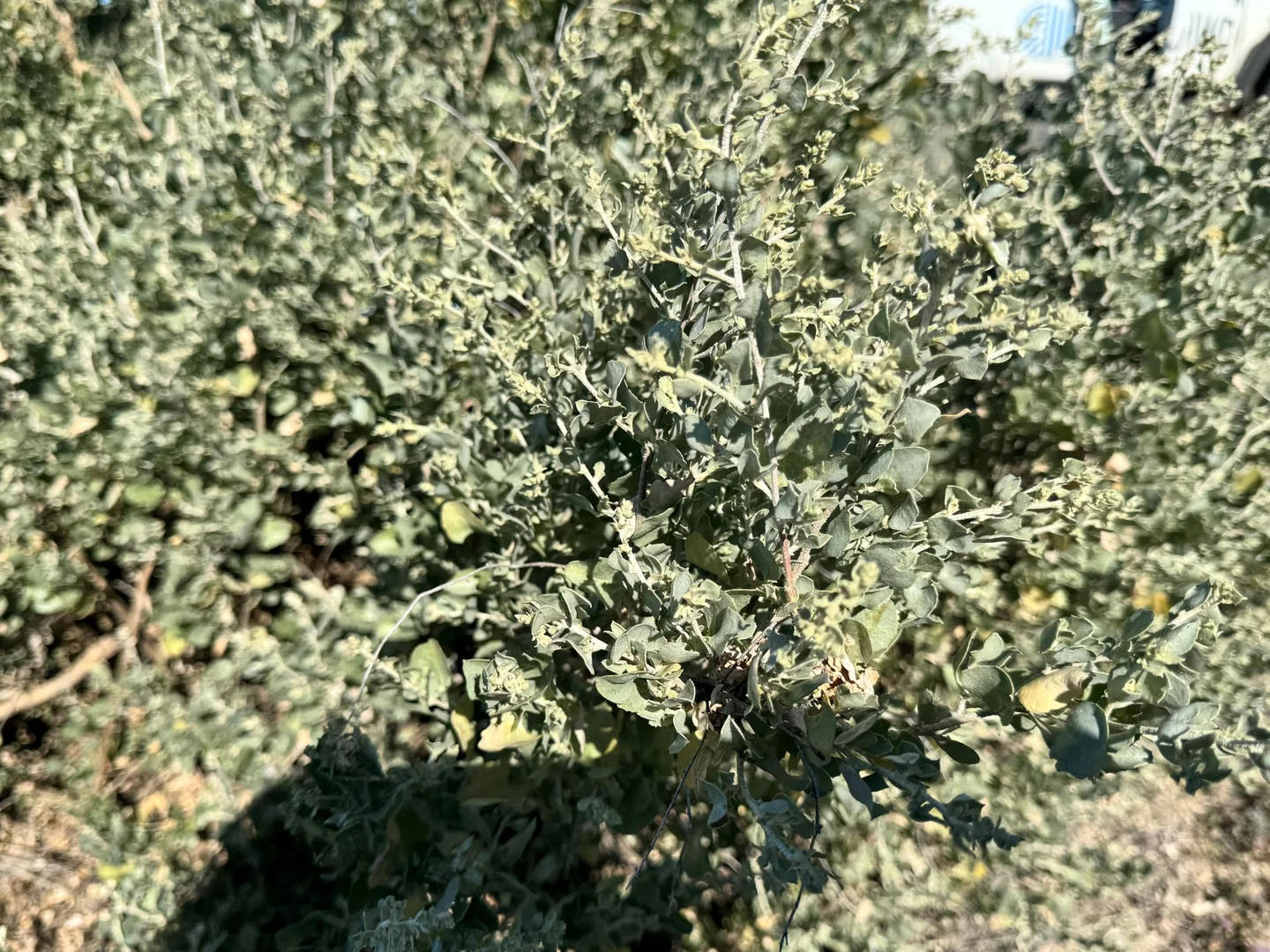 Additional image 9 of 1127 Green and Branders Road, Carinda NSW 2831