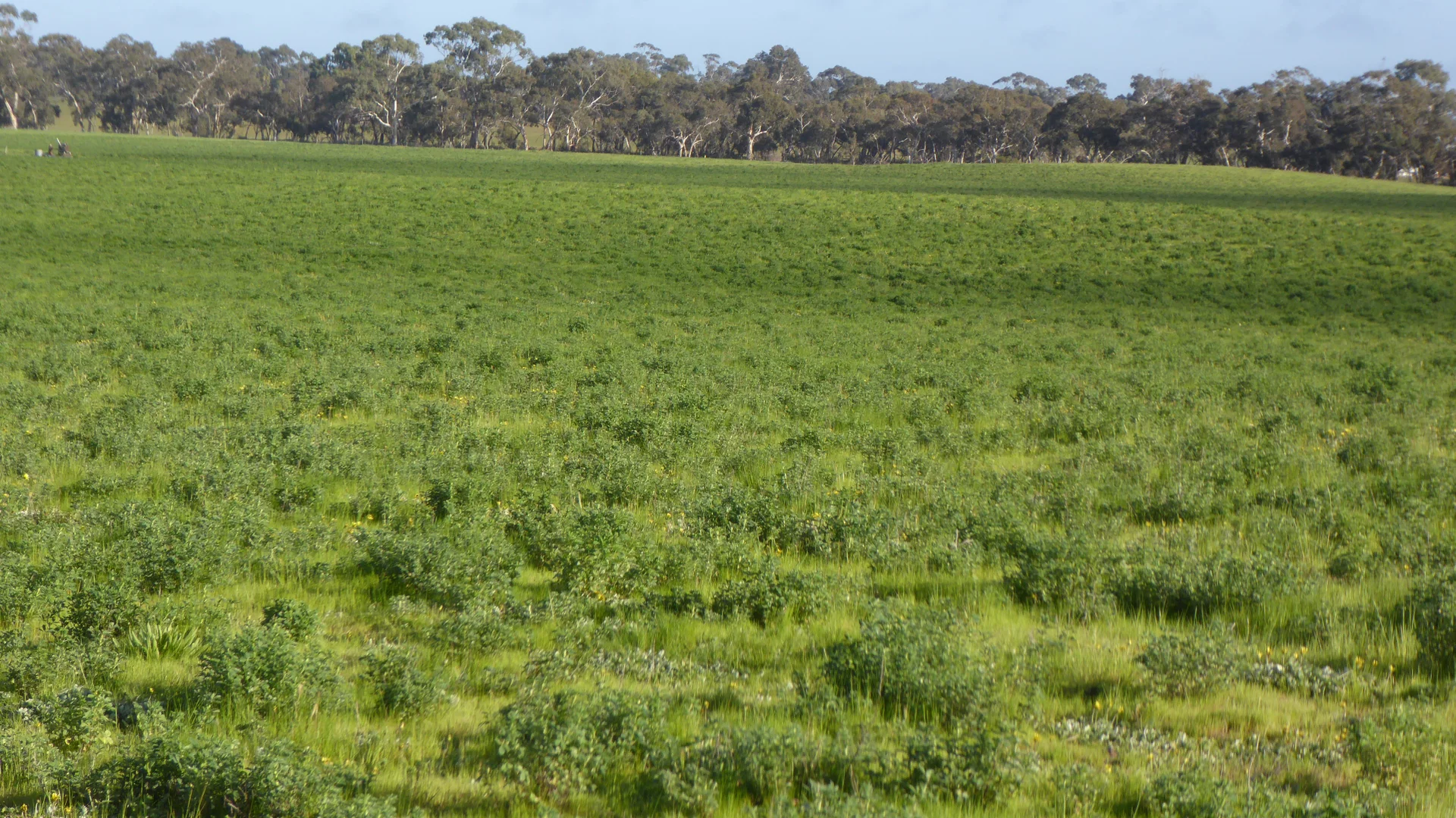 Additional image 11 of "Wyruna" 2989 Naracoorte Road, Western Flat SA 5268