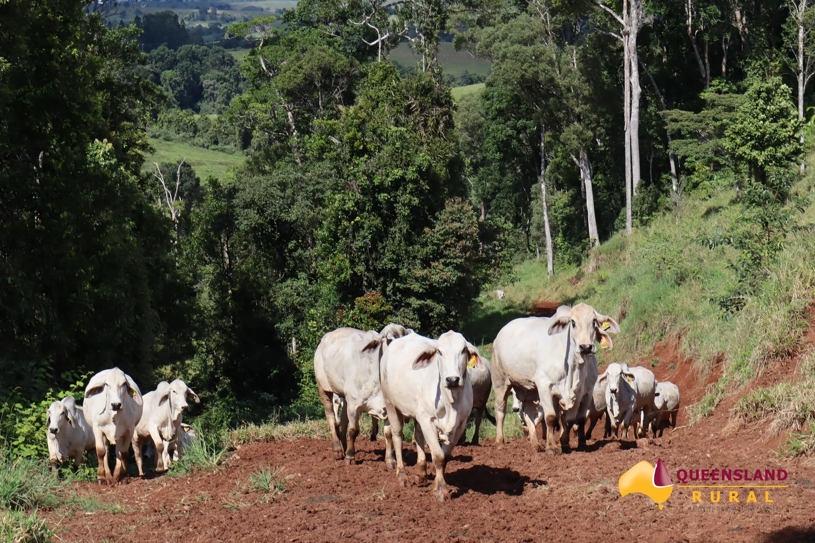 Additional image 13 of Tarzali QLD 4885