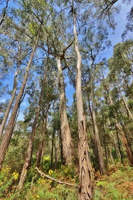 Additional image 4 of 2844 Mt Darragh Road, Wyndham NSW 2550