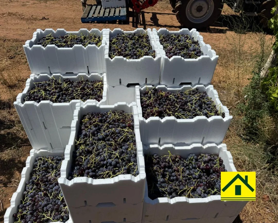 Additional image 3 of 231 Falkiner Avenue, Tresco VIC 3583