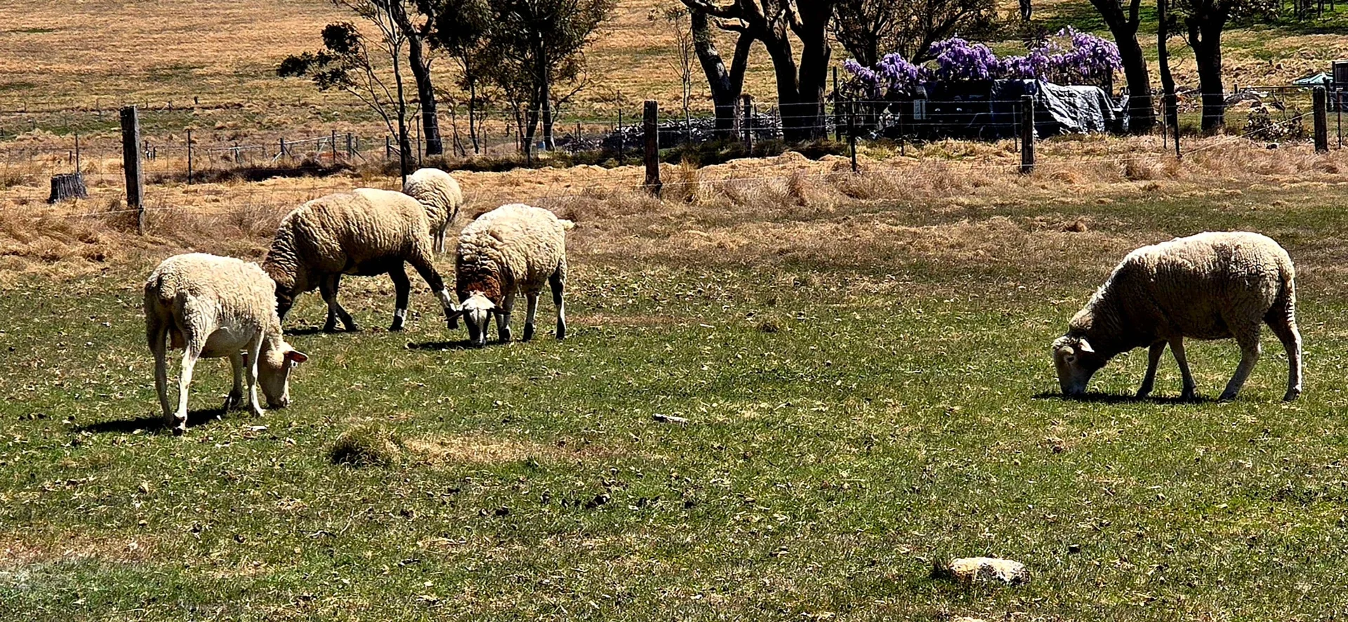 Additional image 28 of 1191 Black Swamp Road, Tenterfield NSW 2372