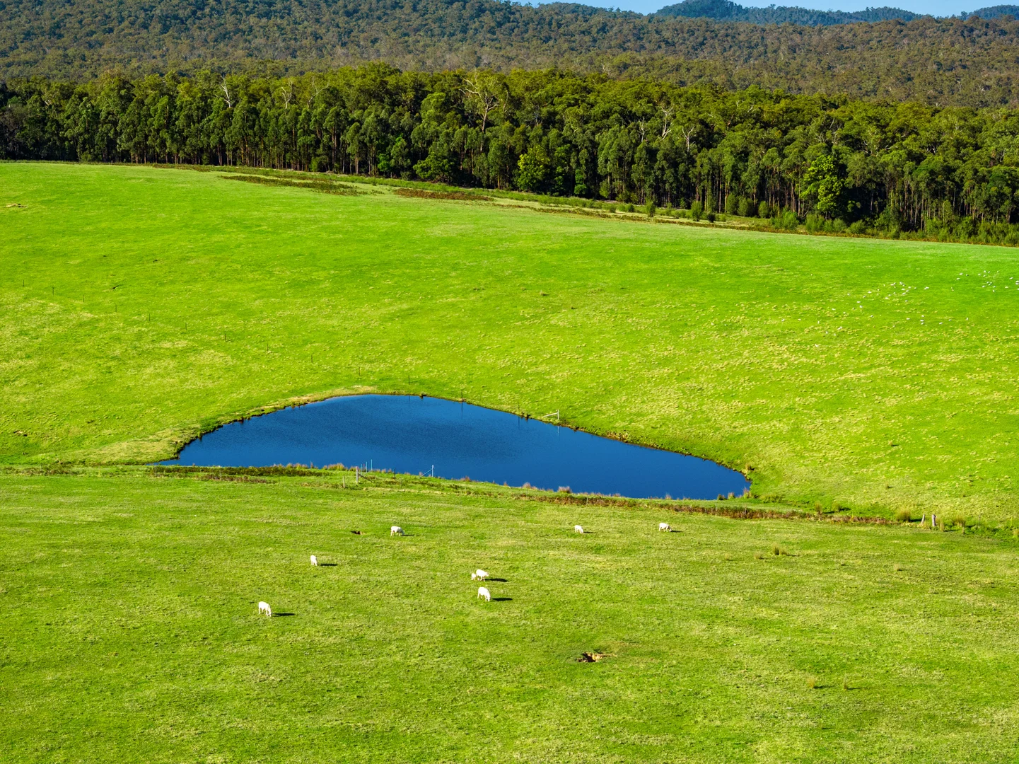 Additional image 46 of 151 Wattle Hill Road, Buchan South VIC 3885