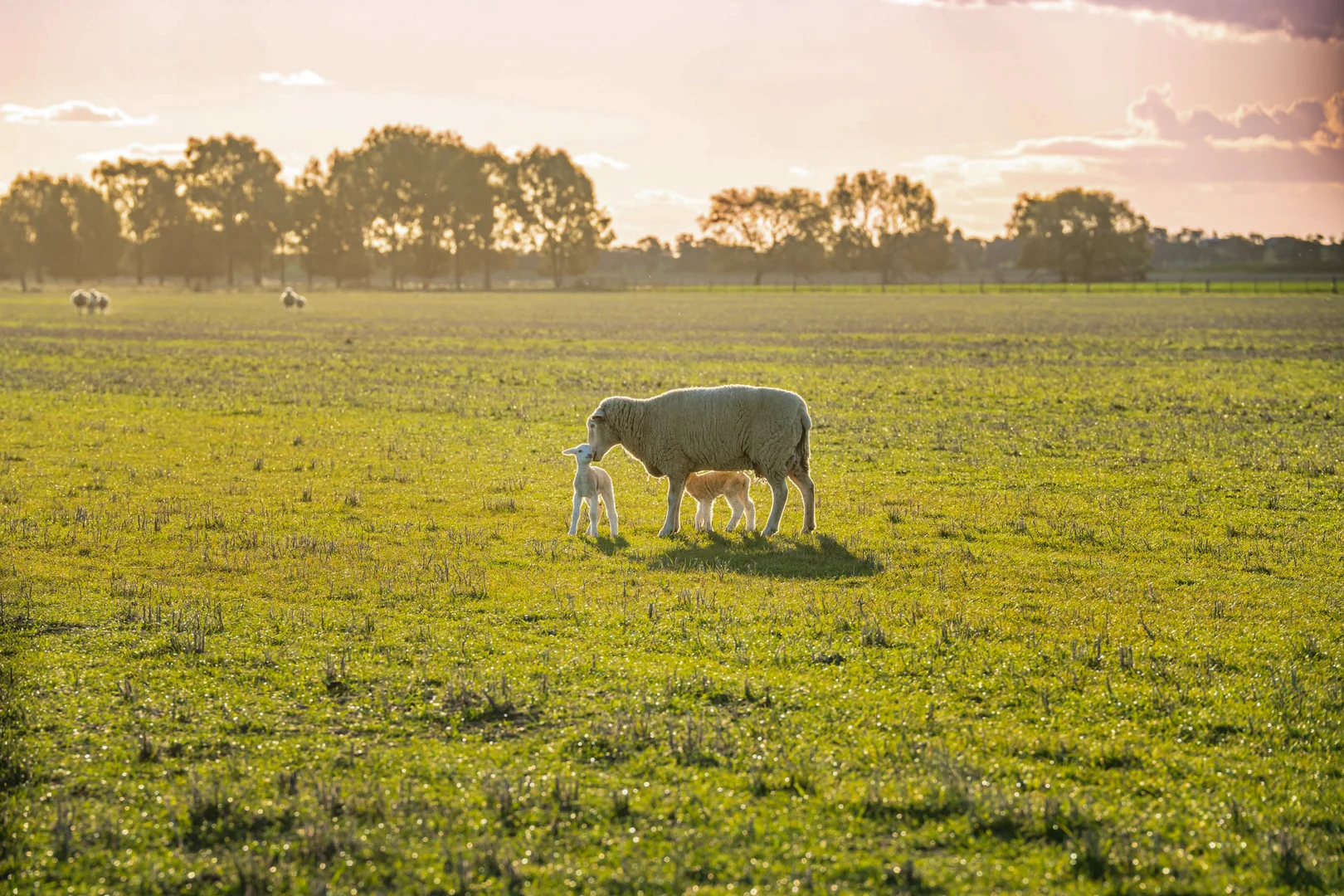 Additional image 18 of 1250 Barracluffs Road, Bidgeemia NSW 2642