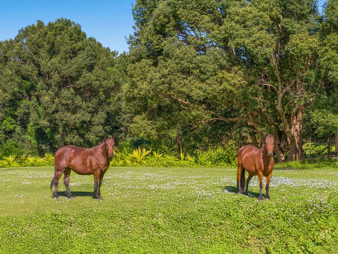 Additional image 2 of 155 Main Arm Road, Mullumbimby NSW 2482