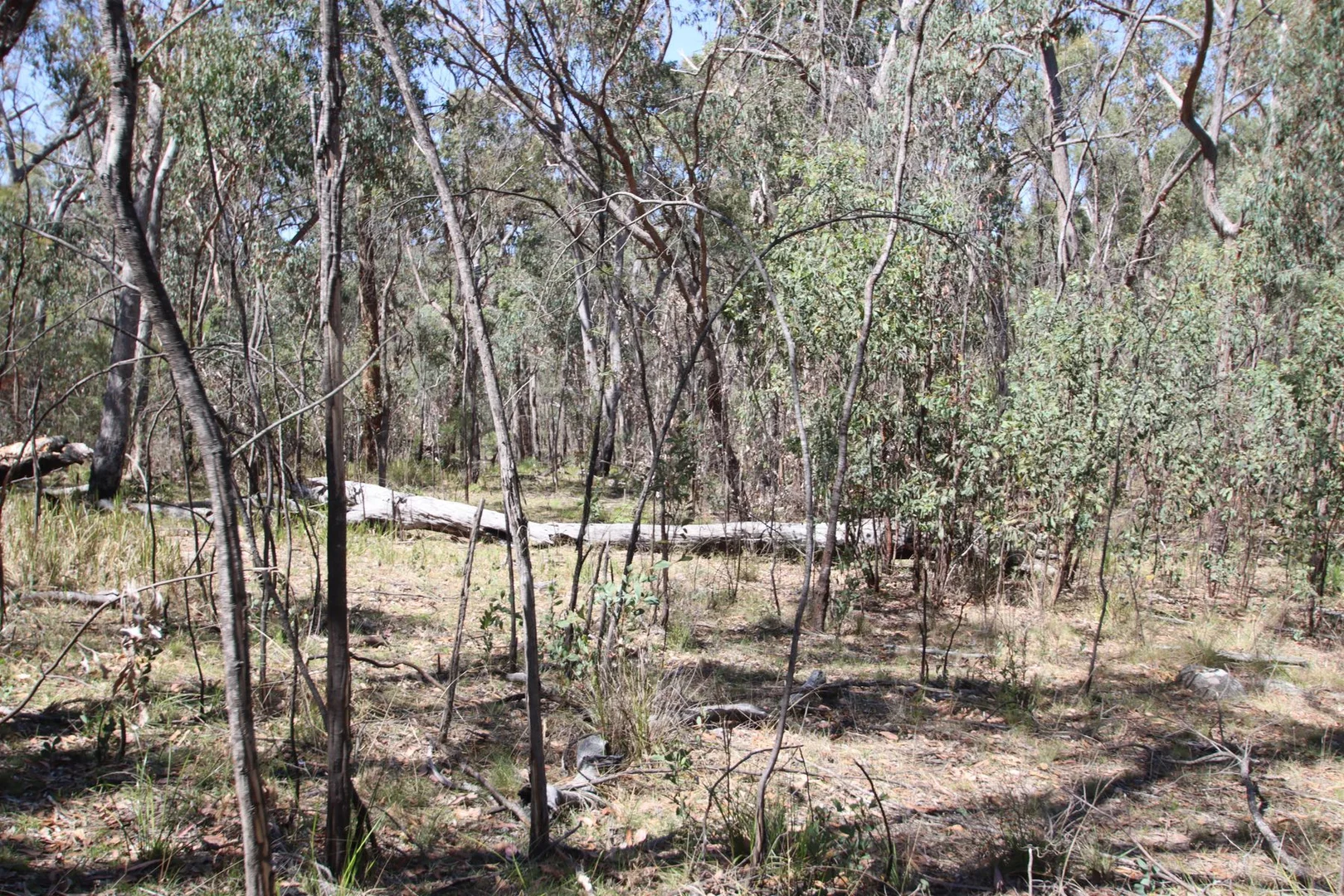 Additional image 13 of Lot 1 Brusharbers Road, Tenterfield NSW 2372